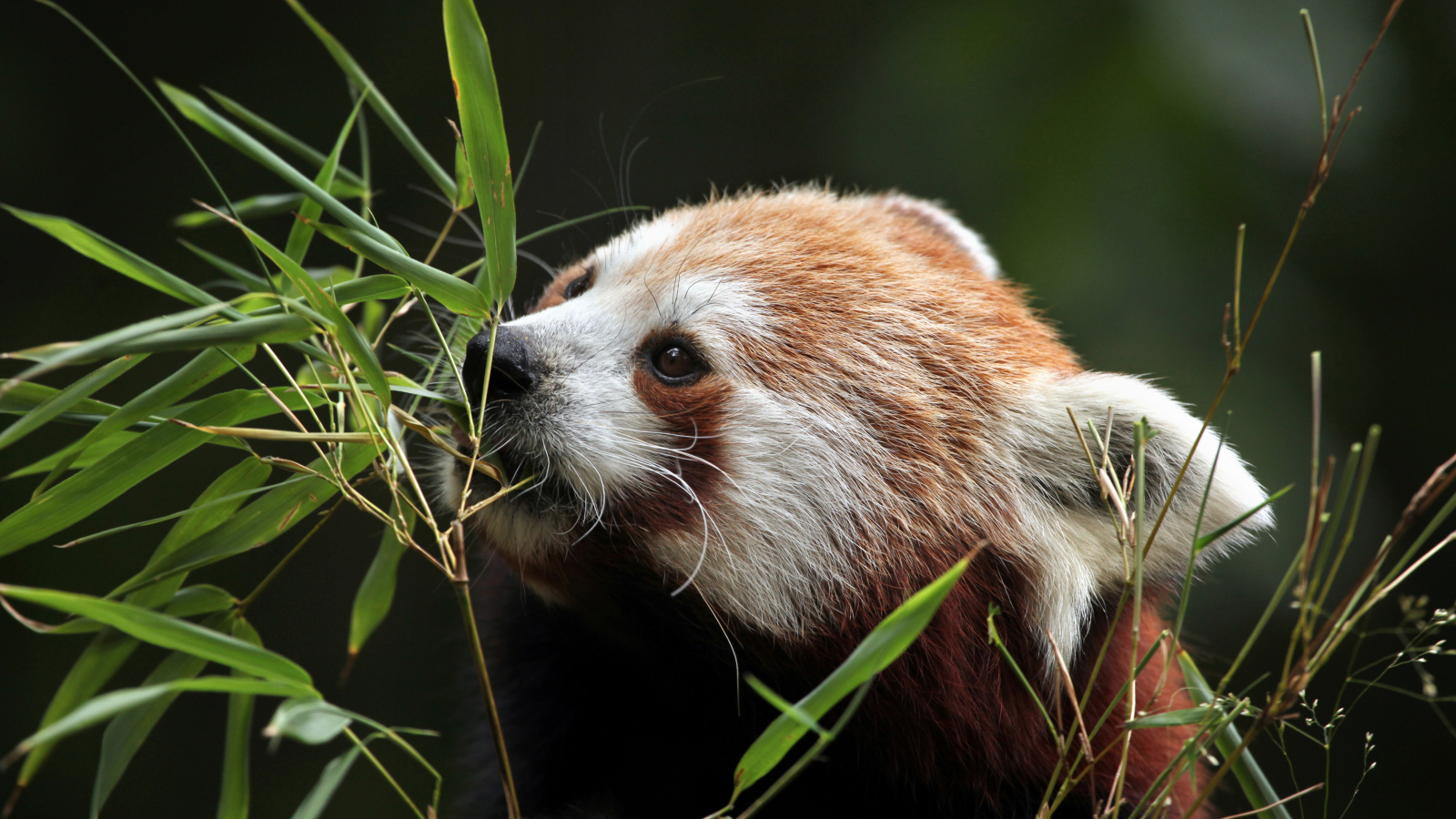 Малая панда грызет ветки бамбука