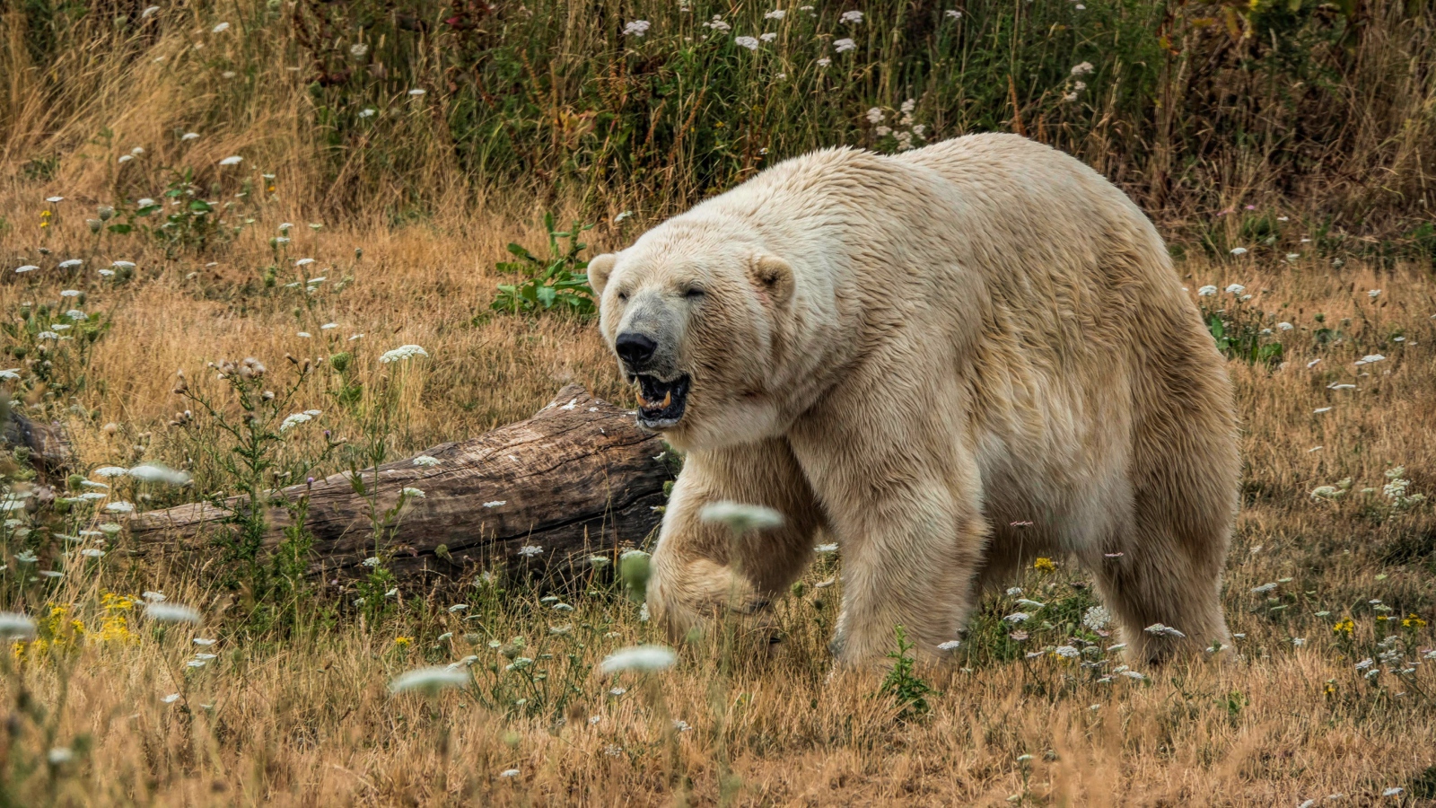 Грозный белый медведь с острыми клыками на траве