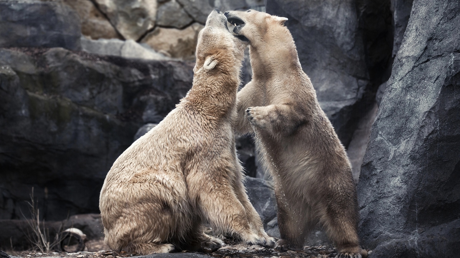 Два больших белых медведя дерутся