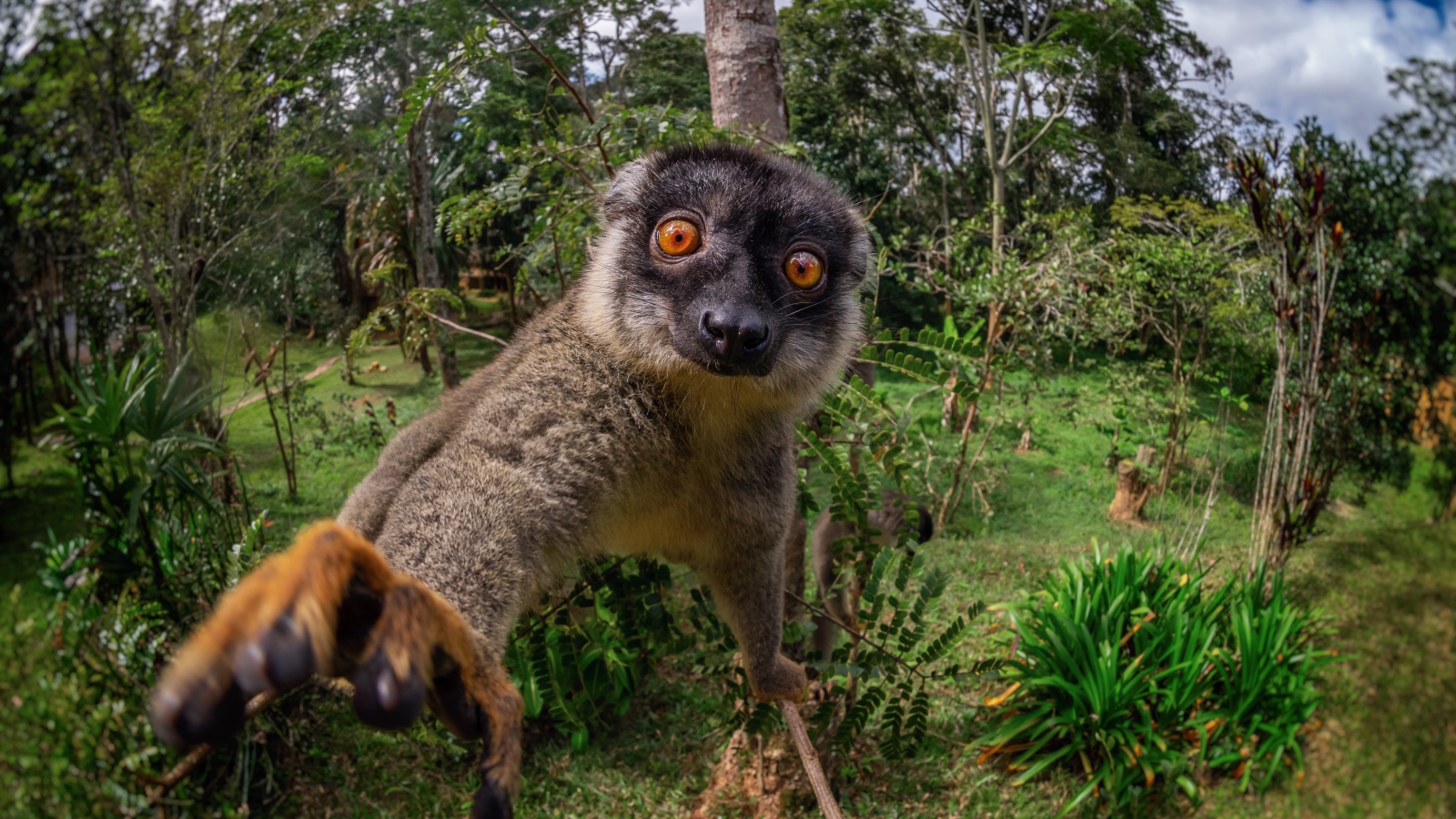 Смешной лемур лезет в камеру 