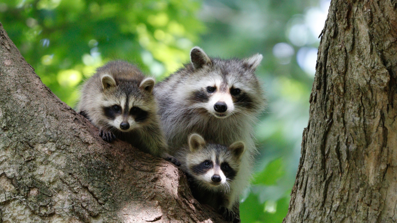 Три серых енота сидят на дереве 