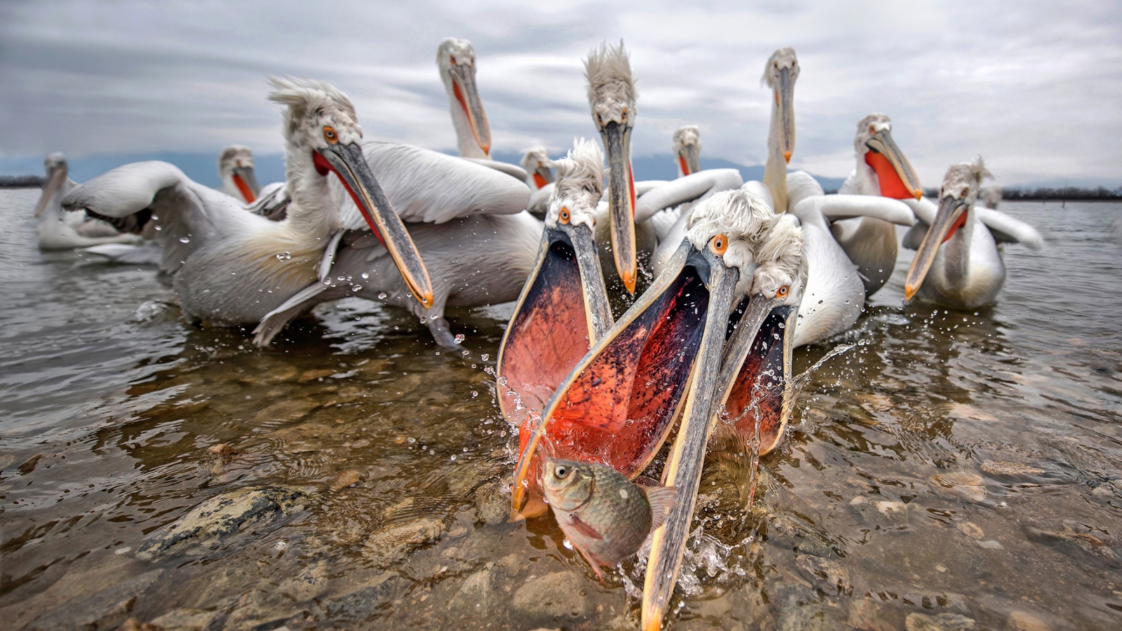Стая пелинанов ловят рыбу