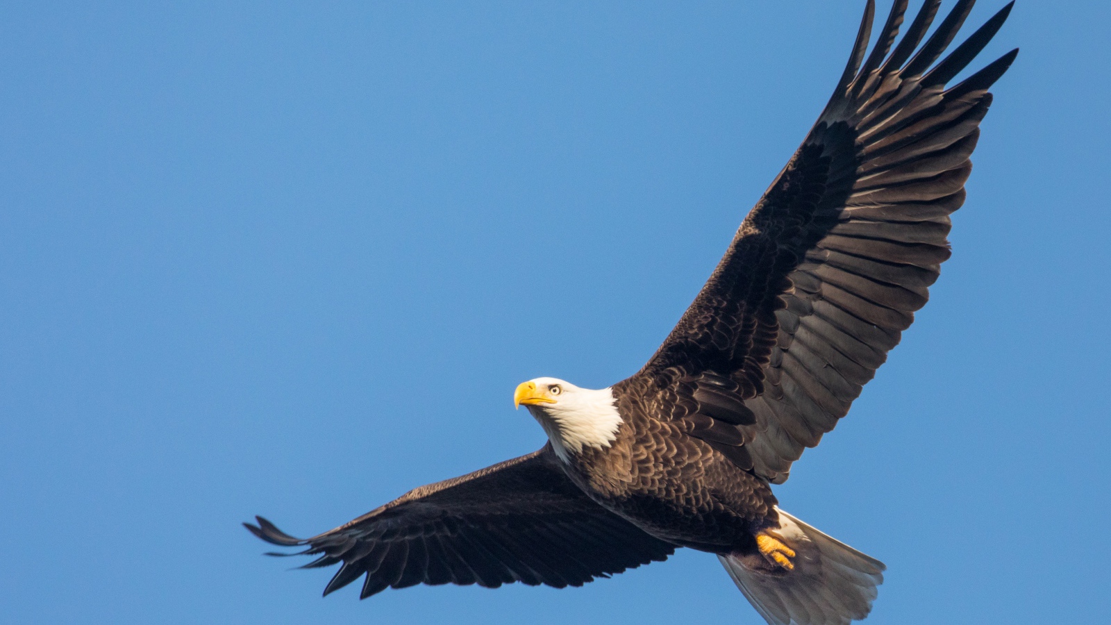 Белоголовый орлан в голубом небе
