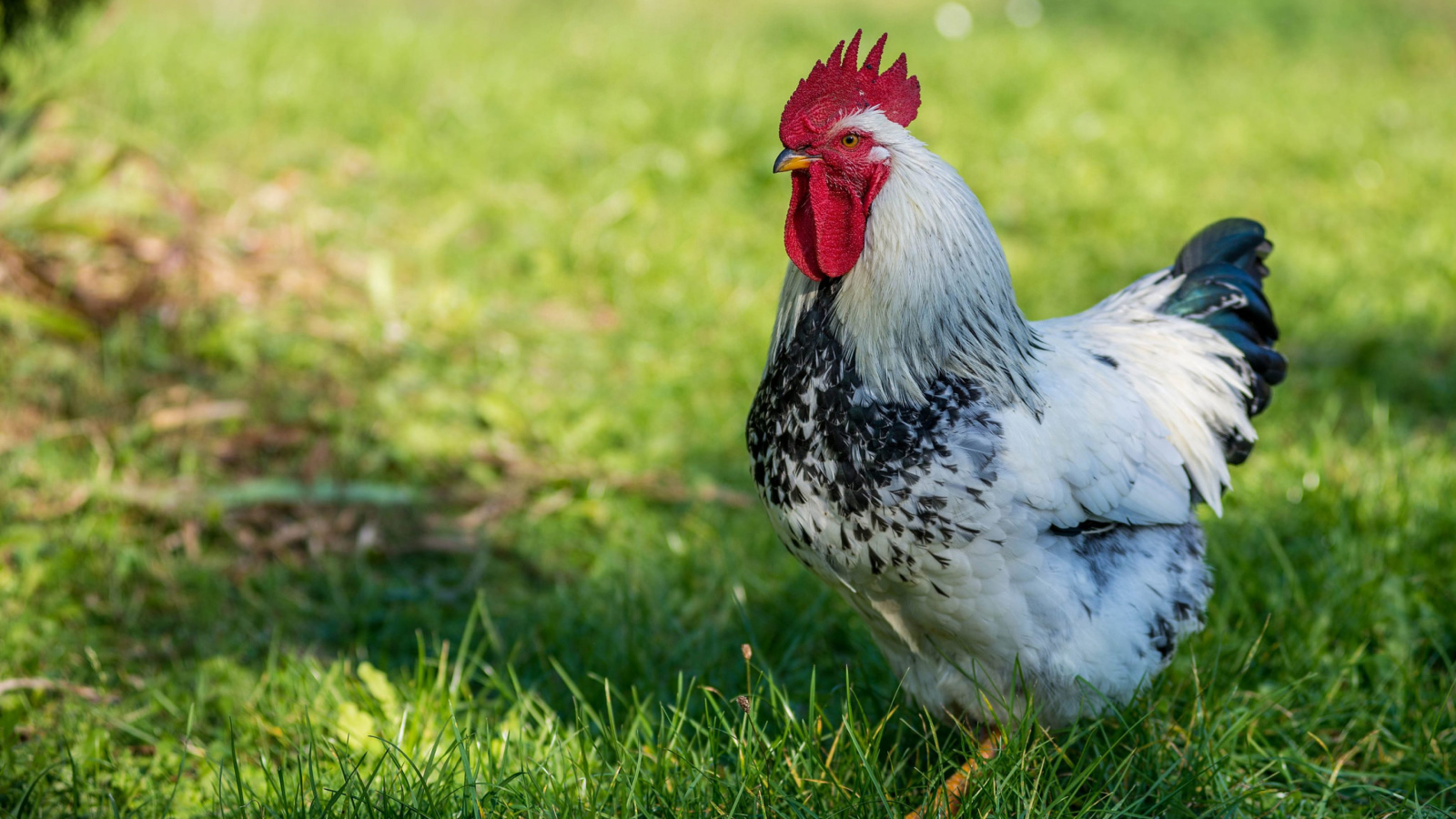 Красивый петух на зеленой траве