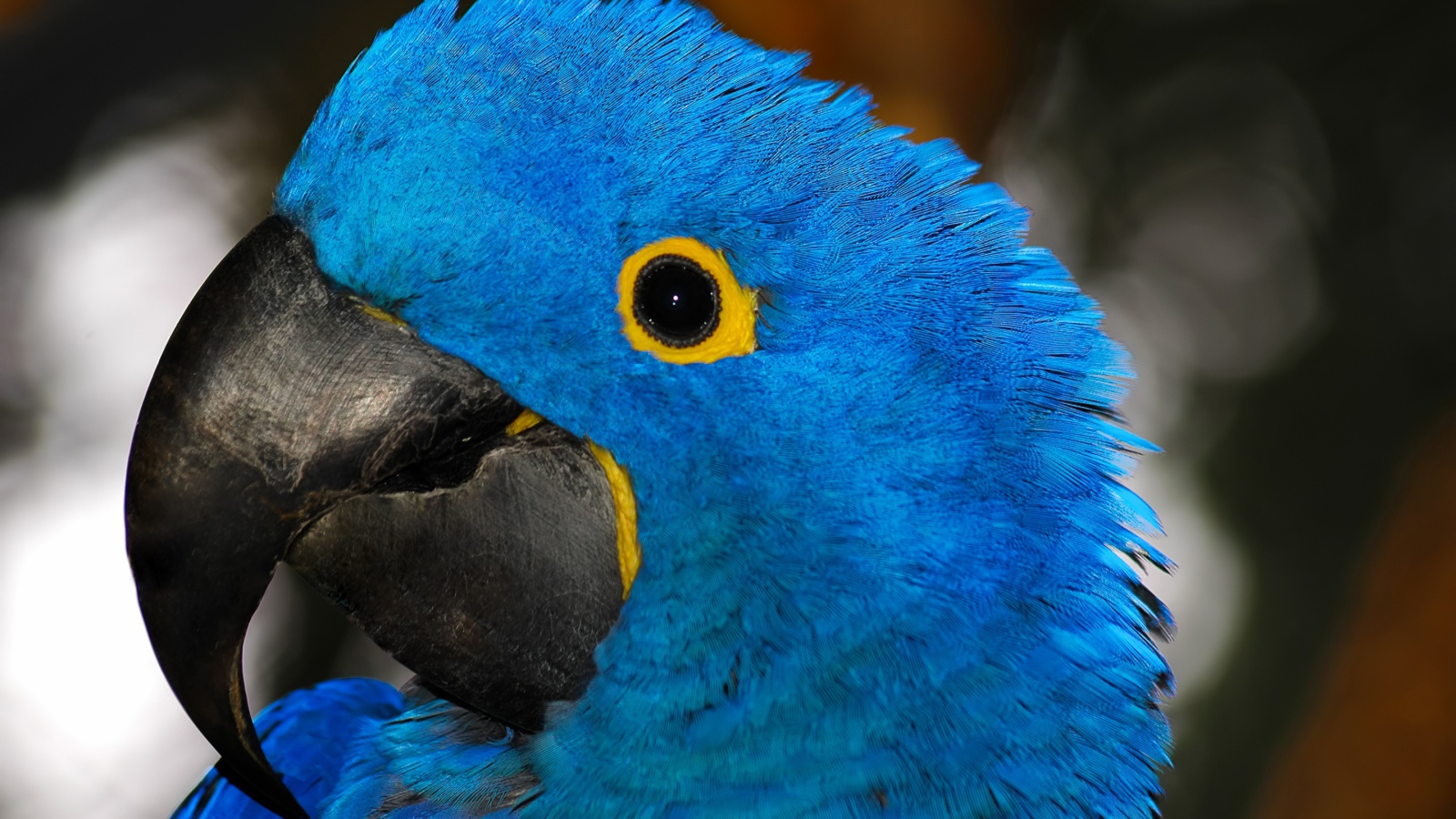 Большой голубой попугай с острым клювом крупным планом