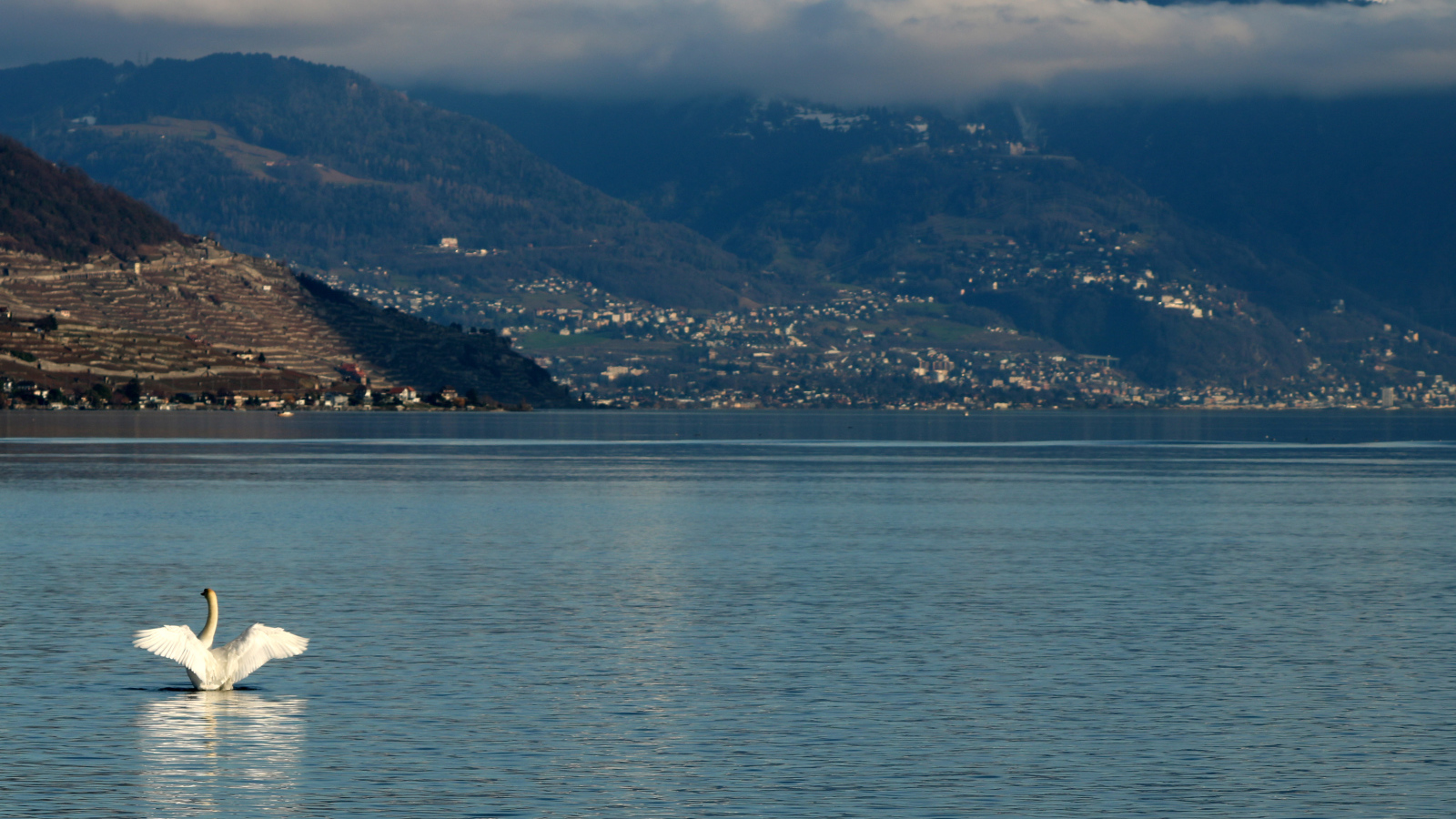 Большой белый лебедь в воде на фоне гор 