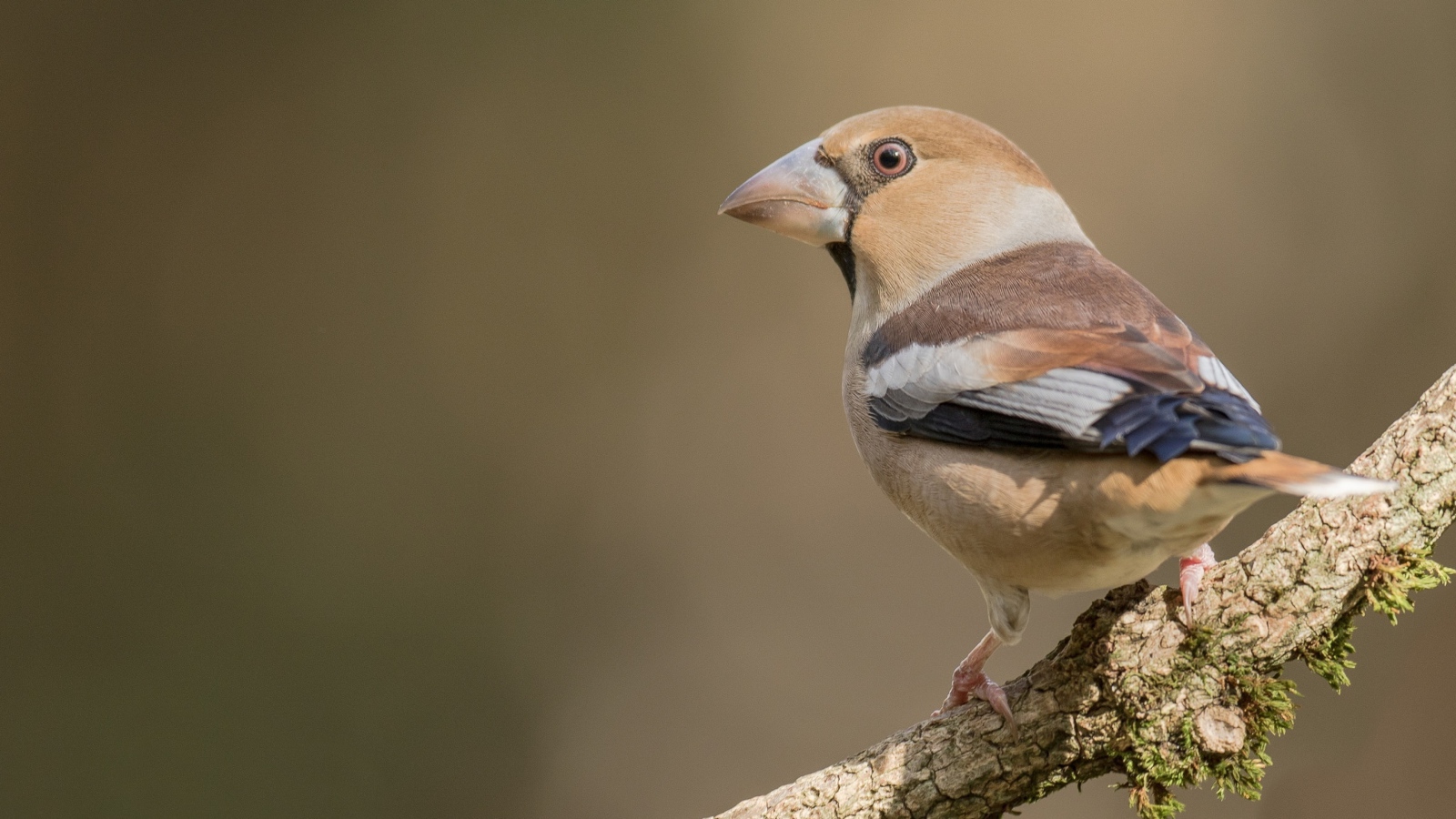 Птица сидит на ветке дерева крупным планом