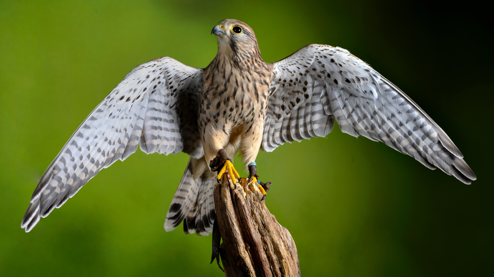 Птица обыкновенная пустельга сидит на дереве