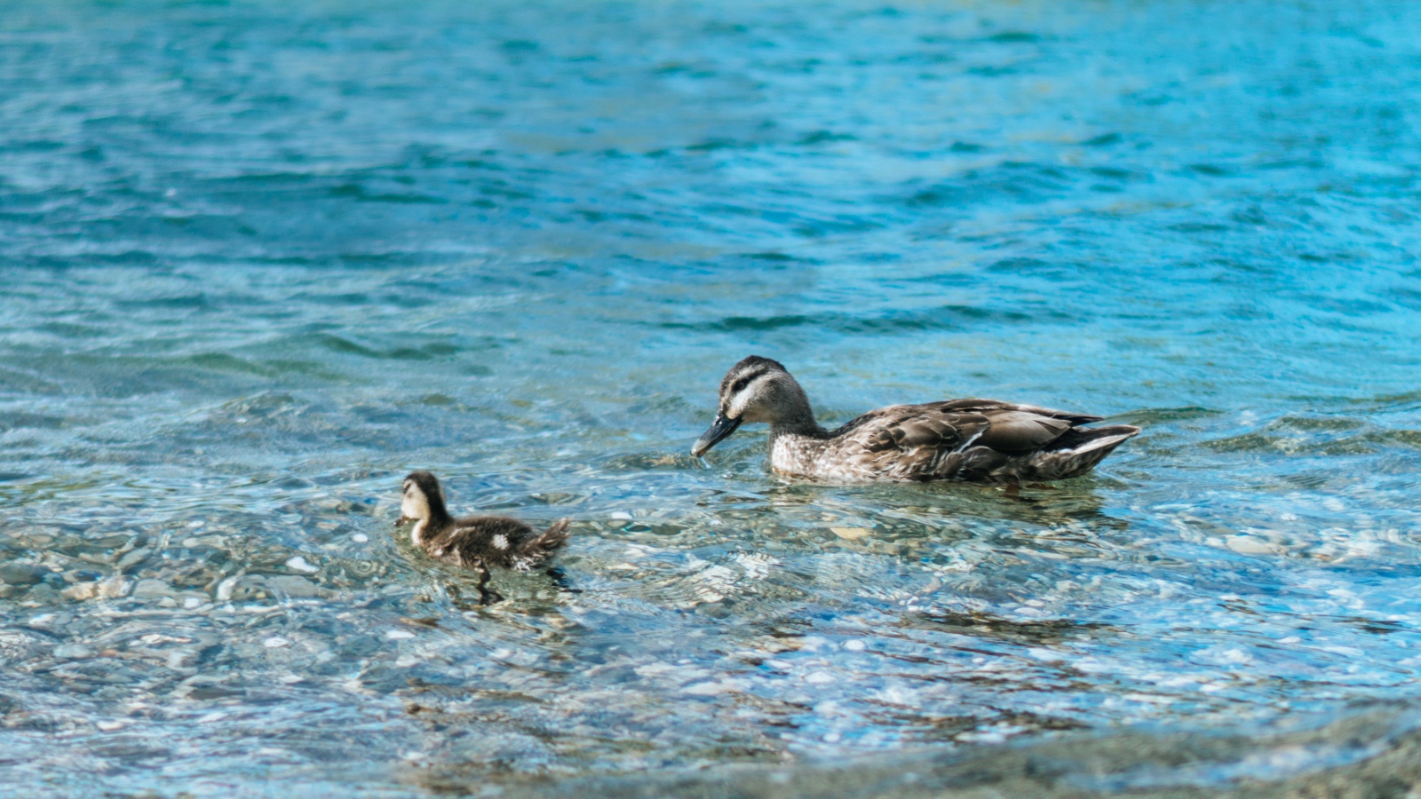 Утка с маленьким утенком в воде
