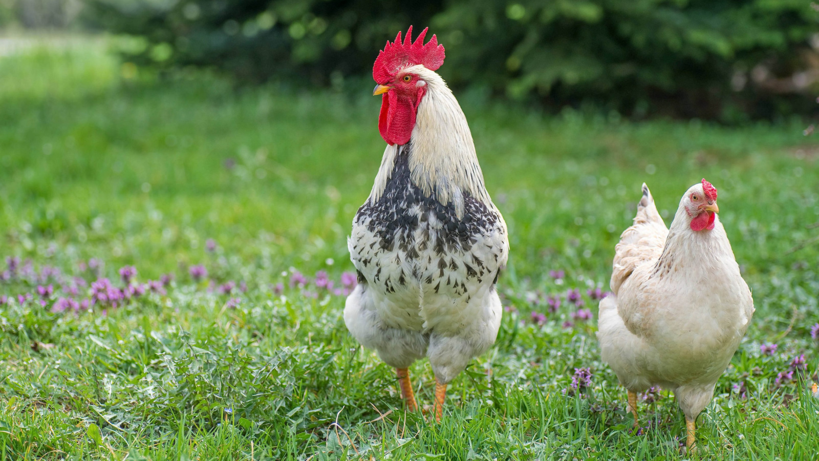 Домашний петух и курица на зеленой траве