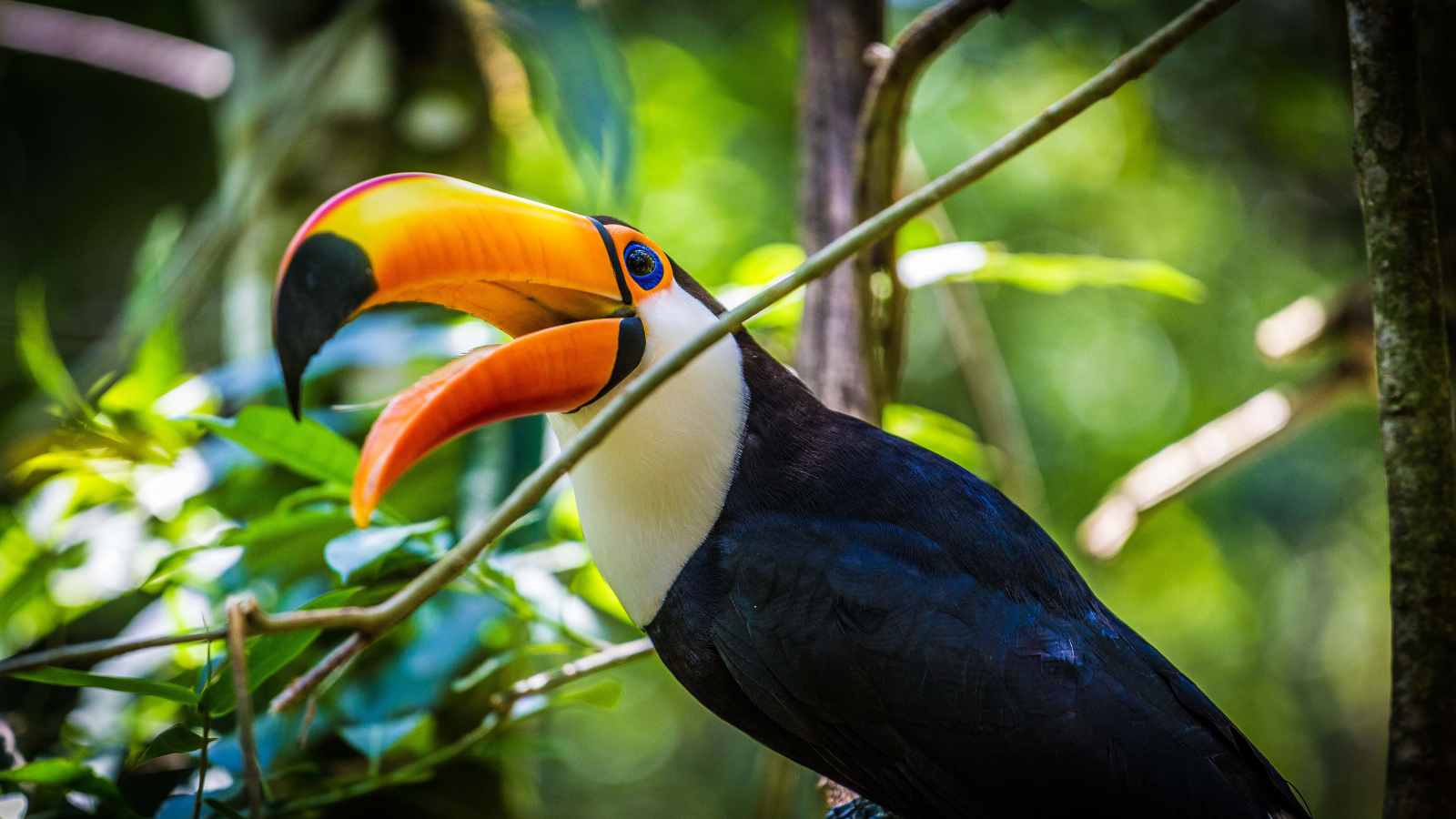 Большой тукан с открытым клювом сидит на ветке