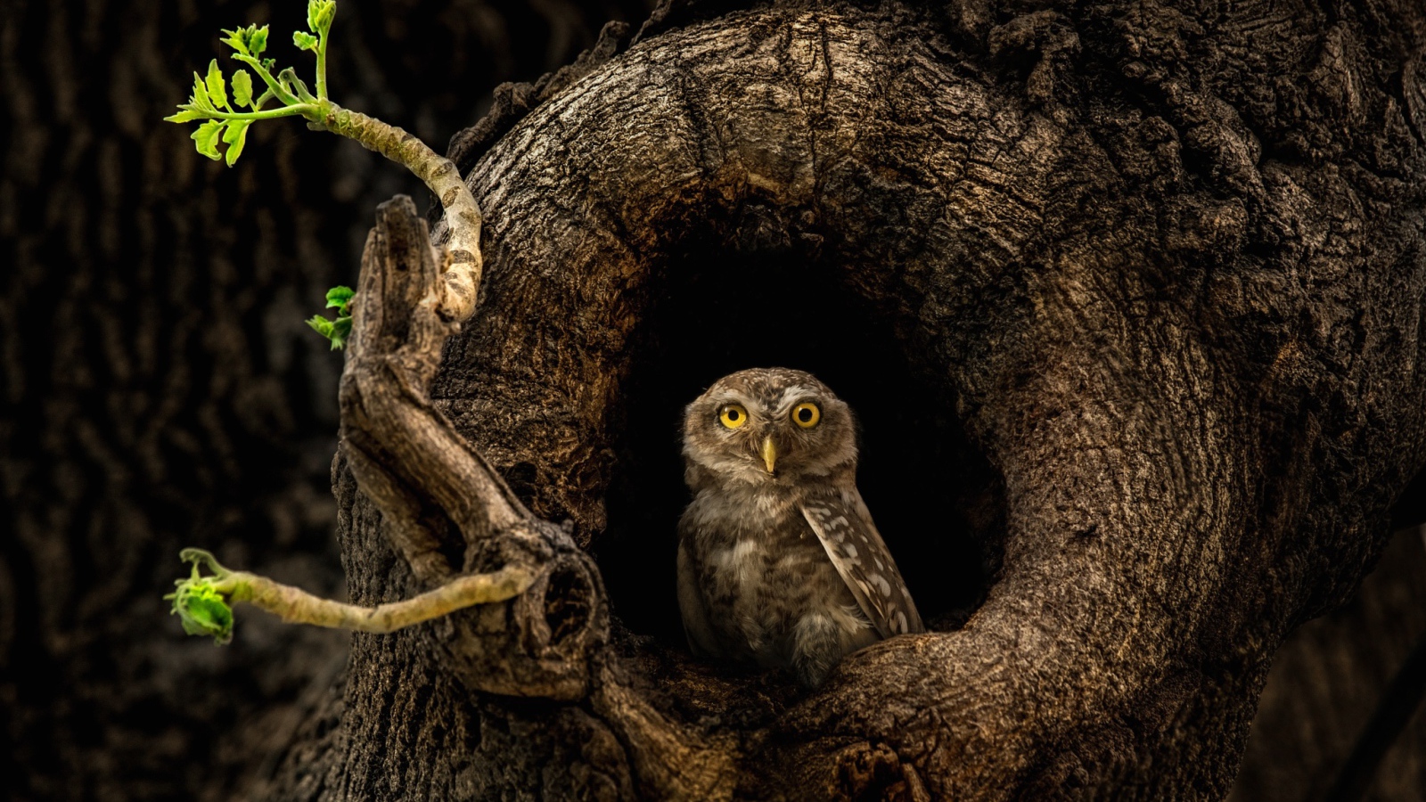 Сова с желтыми глазами сидит в дупле