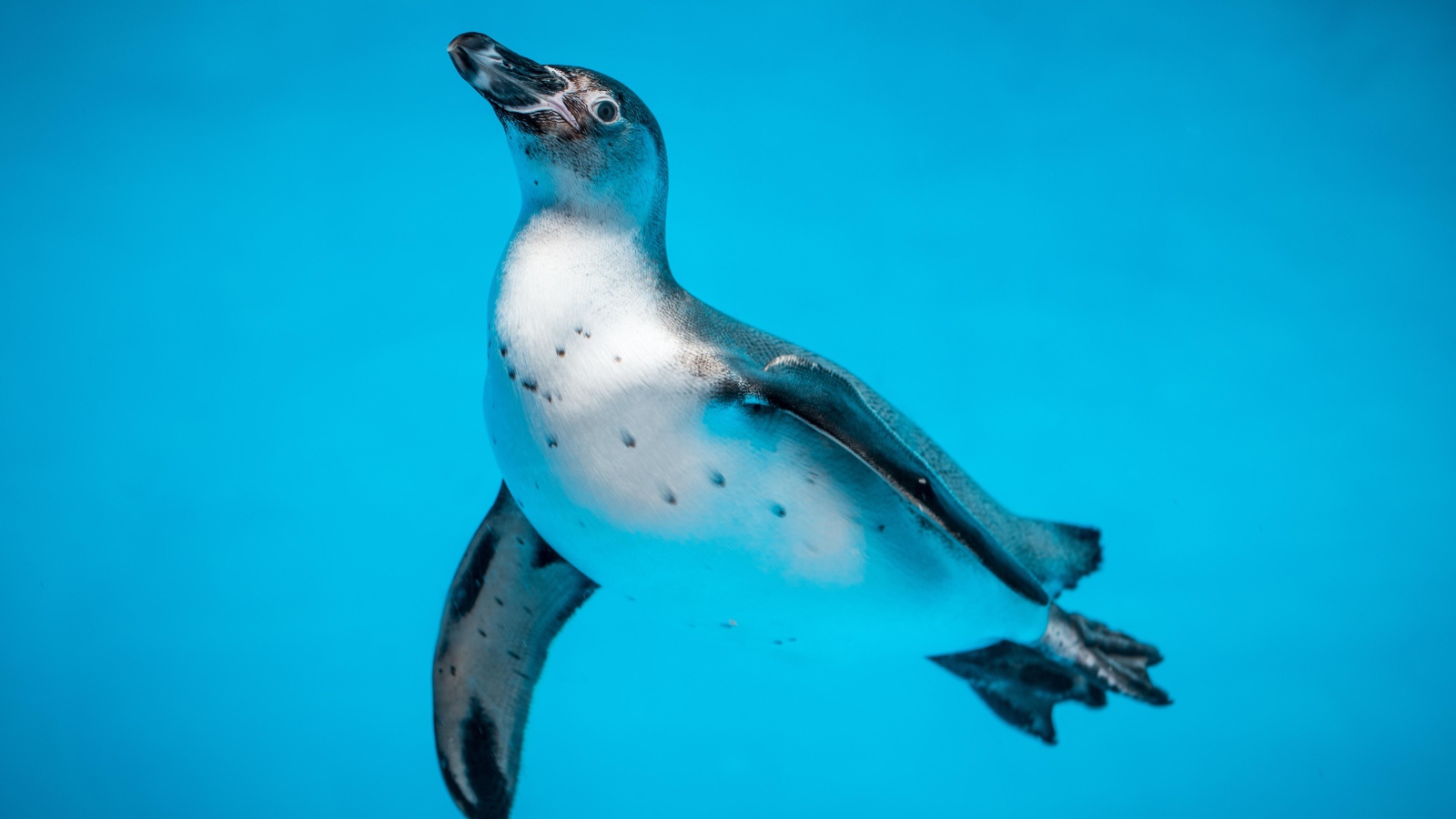 Пингвин в голубой воде крупным планом