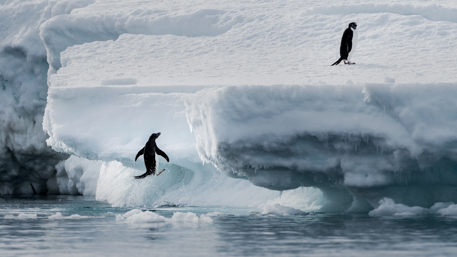 Penguins jump on a cold ice floe