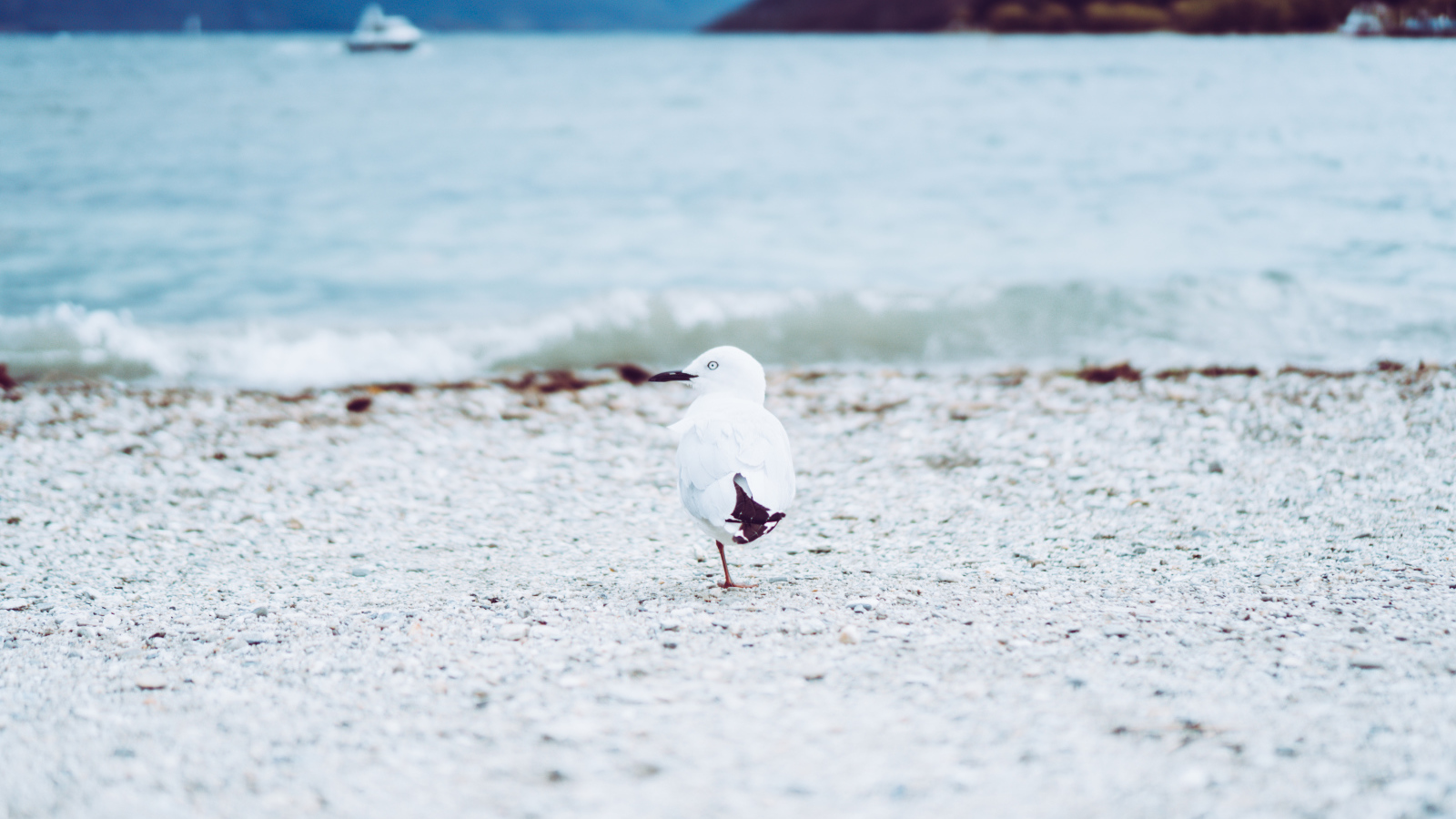Чайка ходит по песку у воды