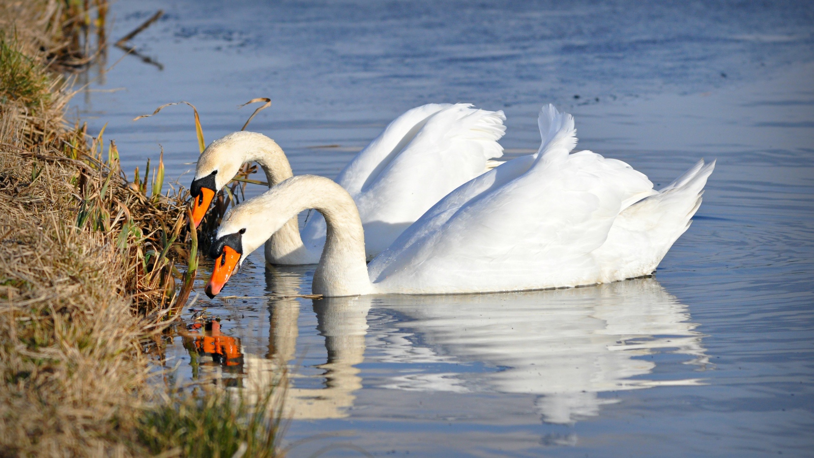 Два красивых белых лебедя у берега 