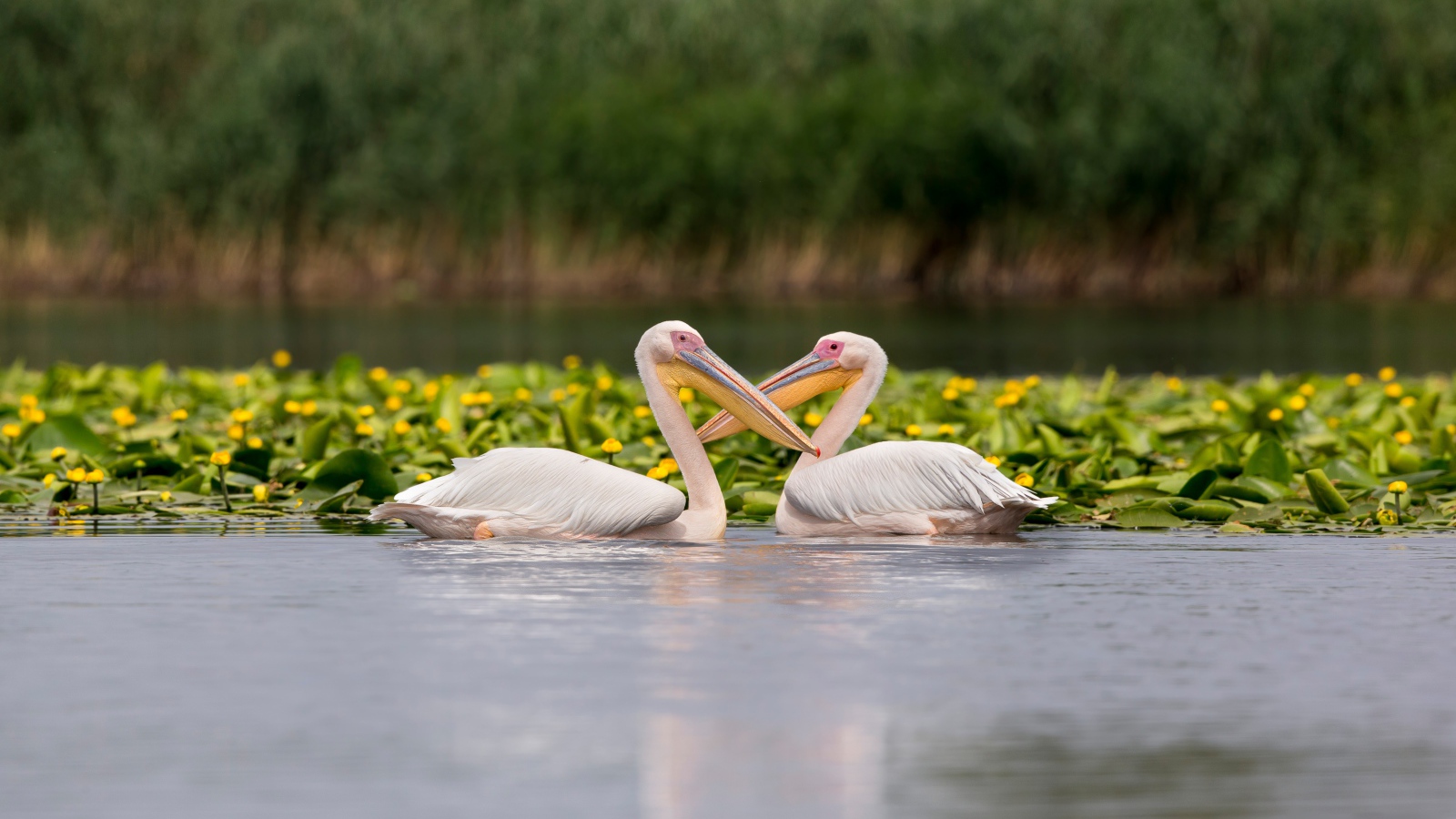 Два больших пеликана в воде с желтыми лилиями