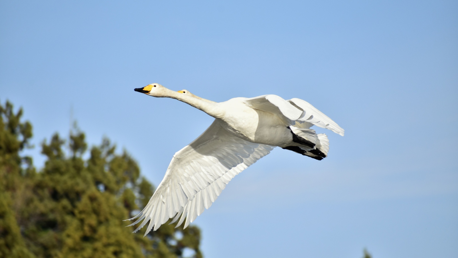 Два белых гуся летят на фоне голубого неба