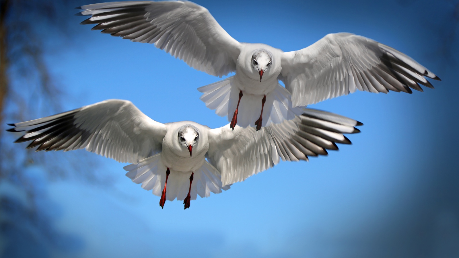 Две белые чайки летят в голубом небе 