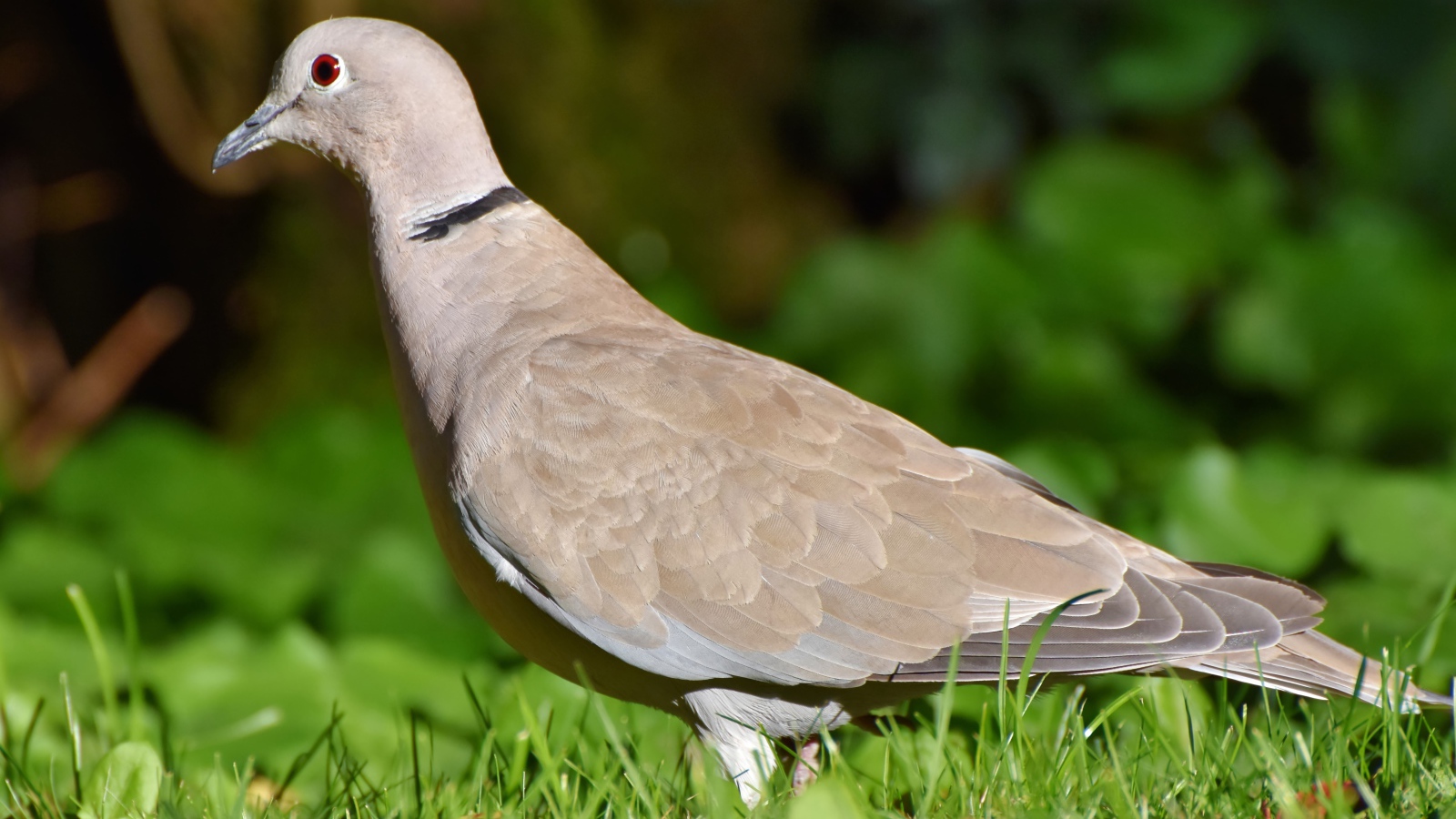 Дикая горлица на зеленой траве