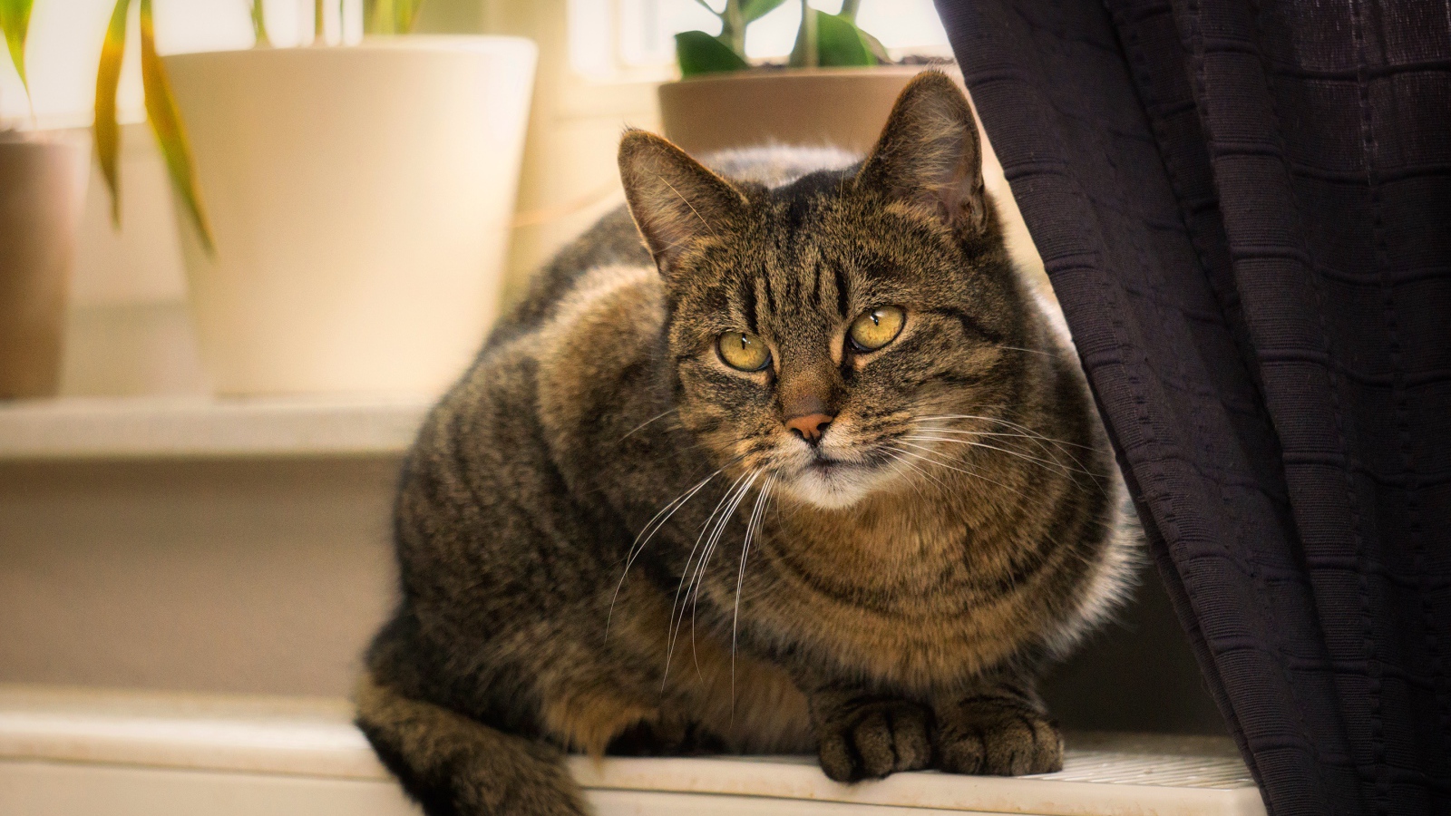 Красивый серый кот сидит на батарее у окна 