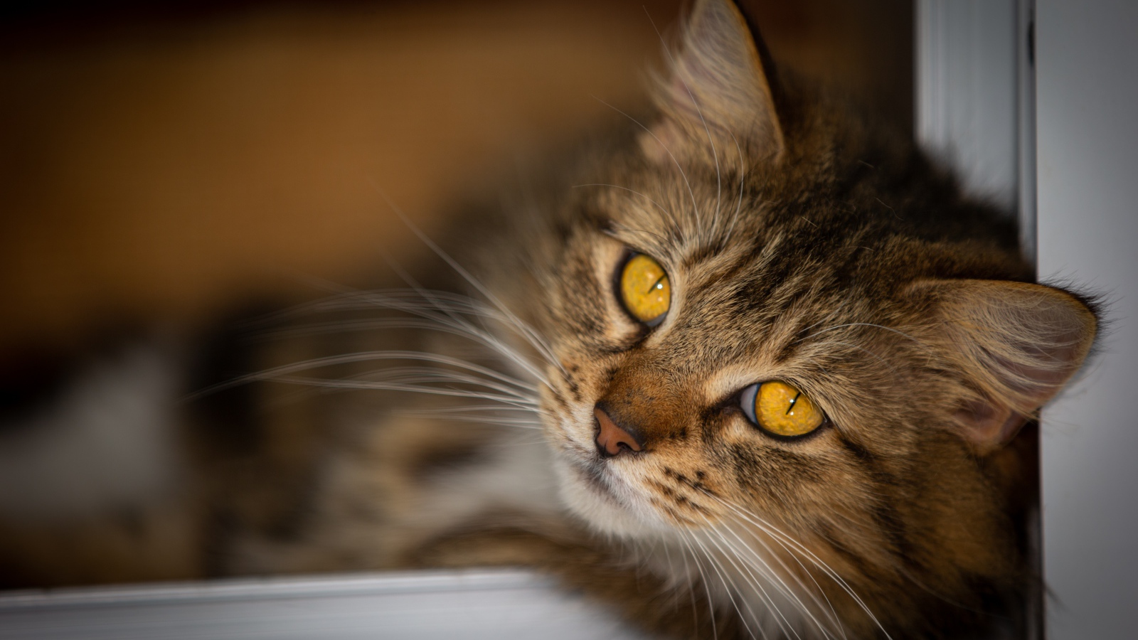 Красивый пушистый серый кот с желтыми глазами