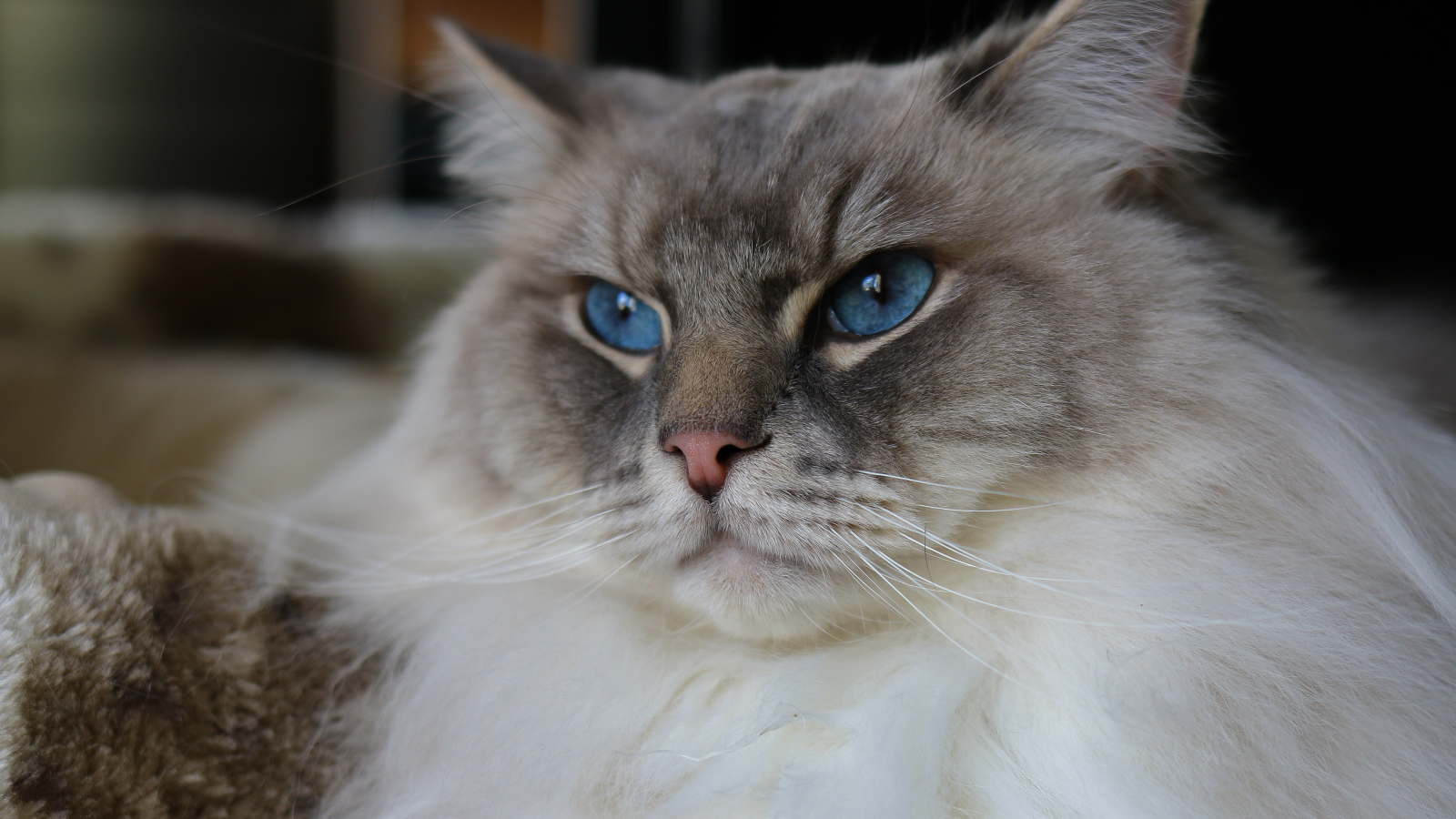 Красивая пушистая породистая кошка с голубыми глазами