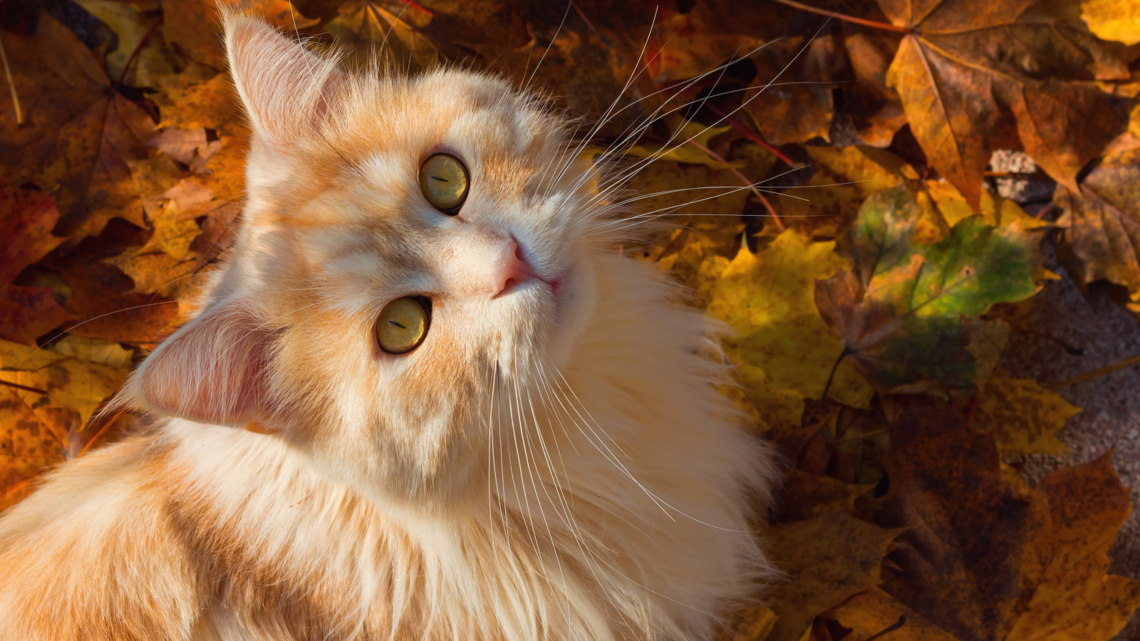 Красивый рыжий кот сидит на желтой опавшей листве