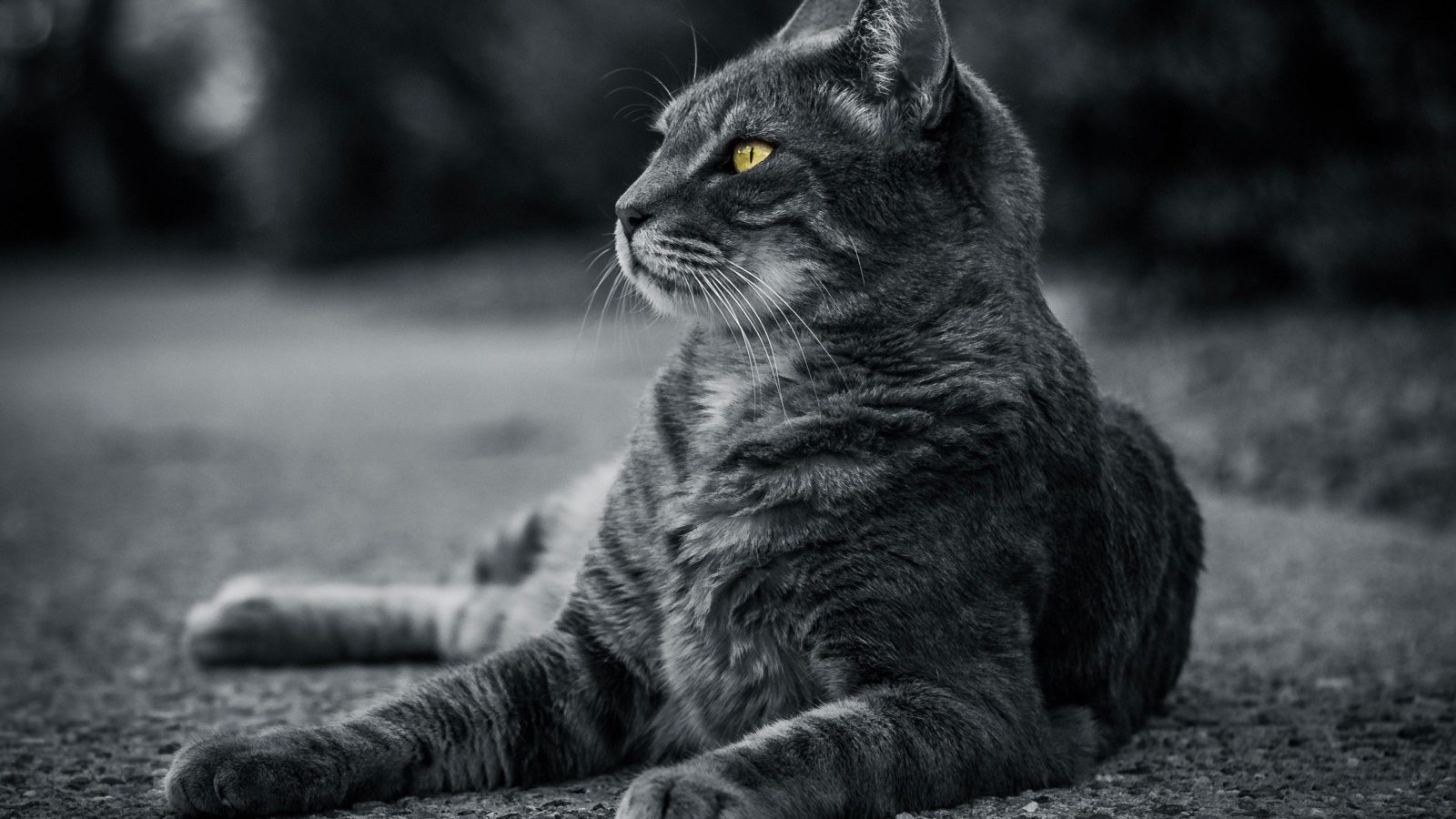 Красивый серый кот с зелеными глазами лежит на асфальте