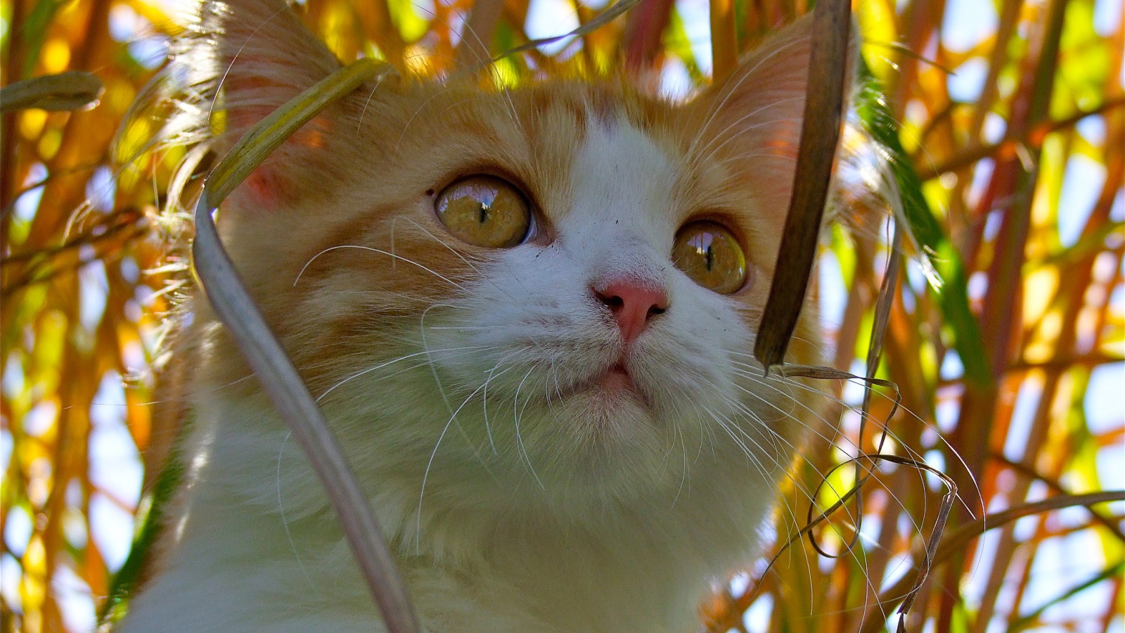 Красивый котенок с желтыми глазами сидит в траве