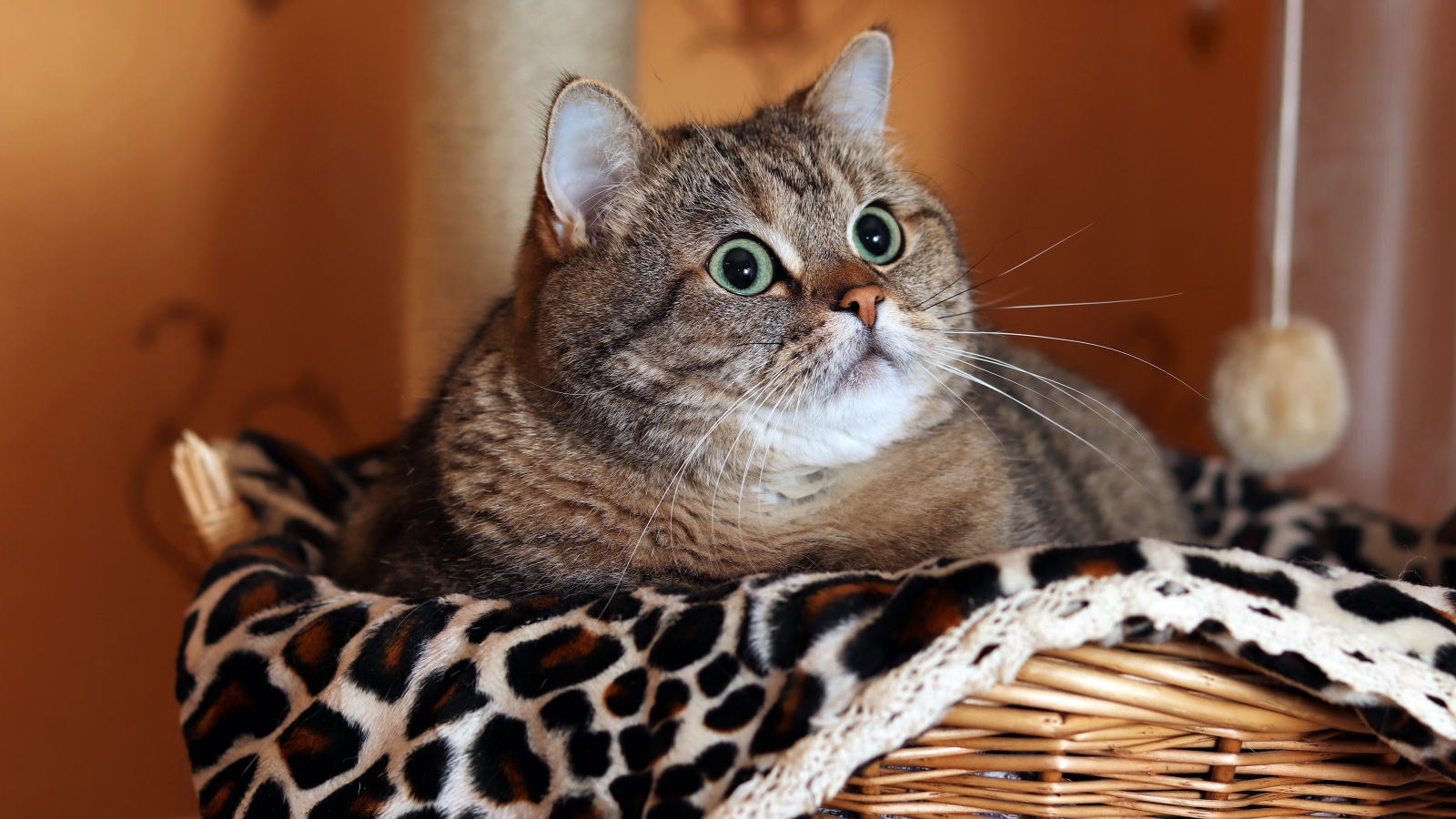 Большой породистый серый кот лежит в корзине