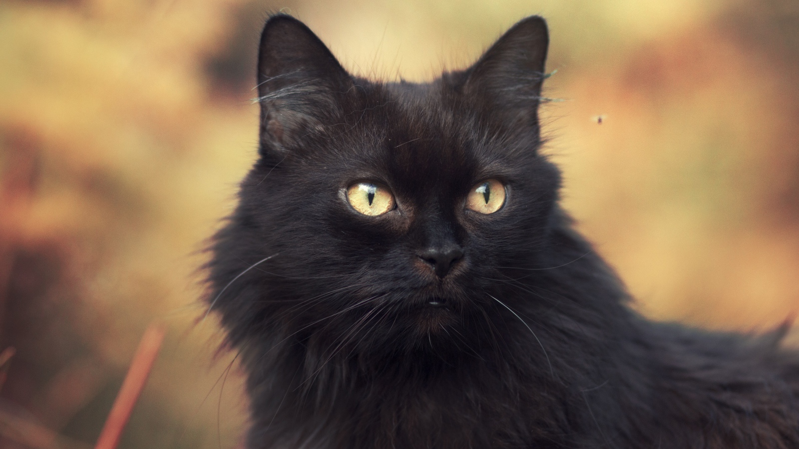 Пушистый красивый черный кот крупным планом