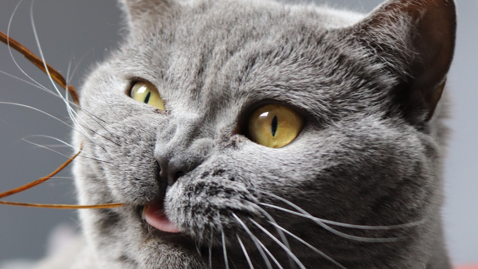 Забавный породистый британский кот грызет нитку