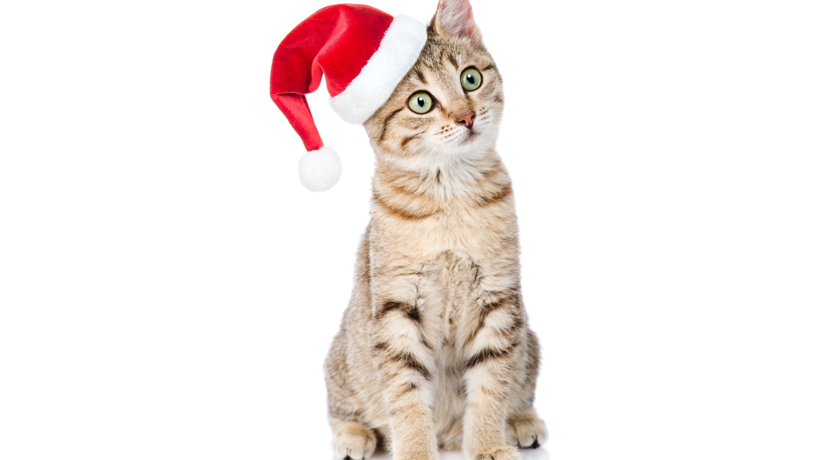 Серый кот в колпаке Санта Клауса на белом фоне