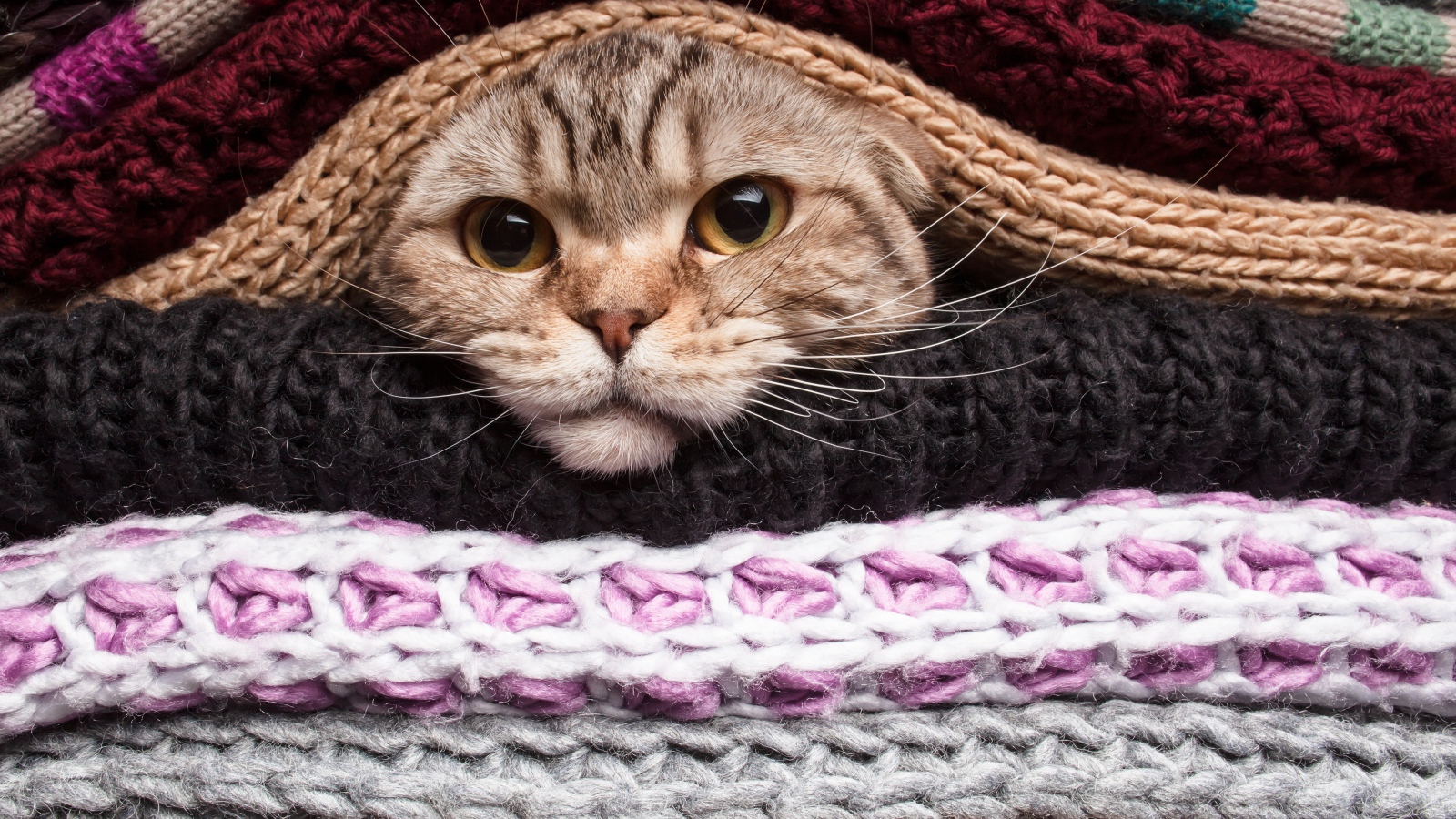 Серый кот согревается в одеялах 