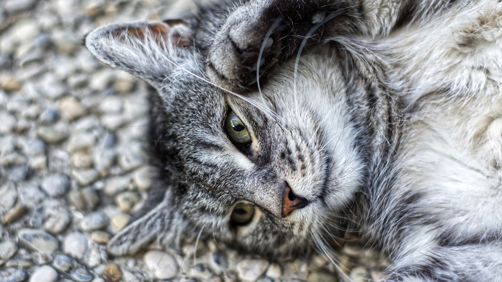Серый кот лежит на асфальте лапами вверх
