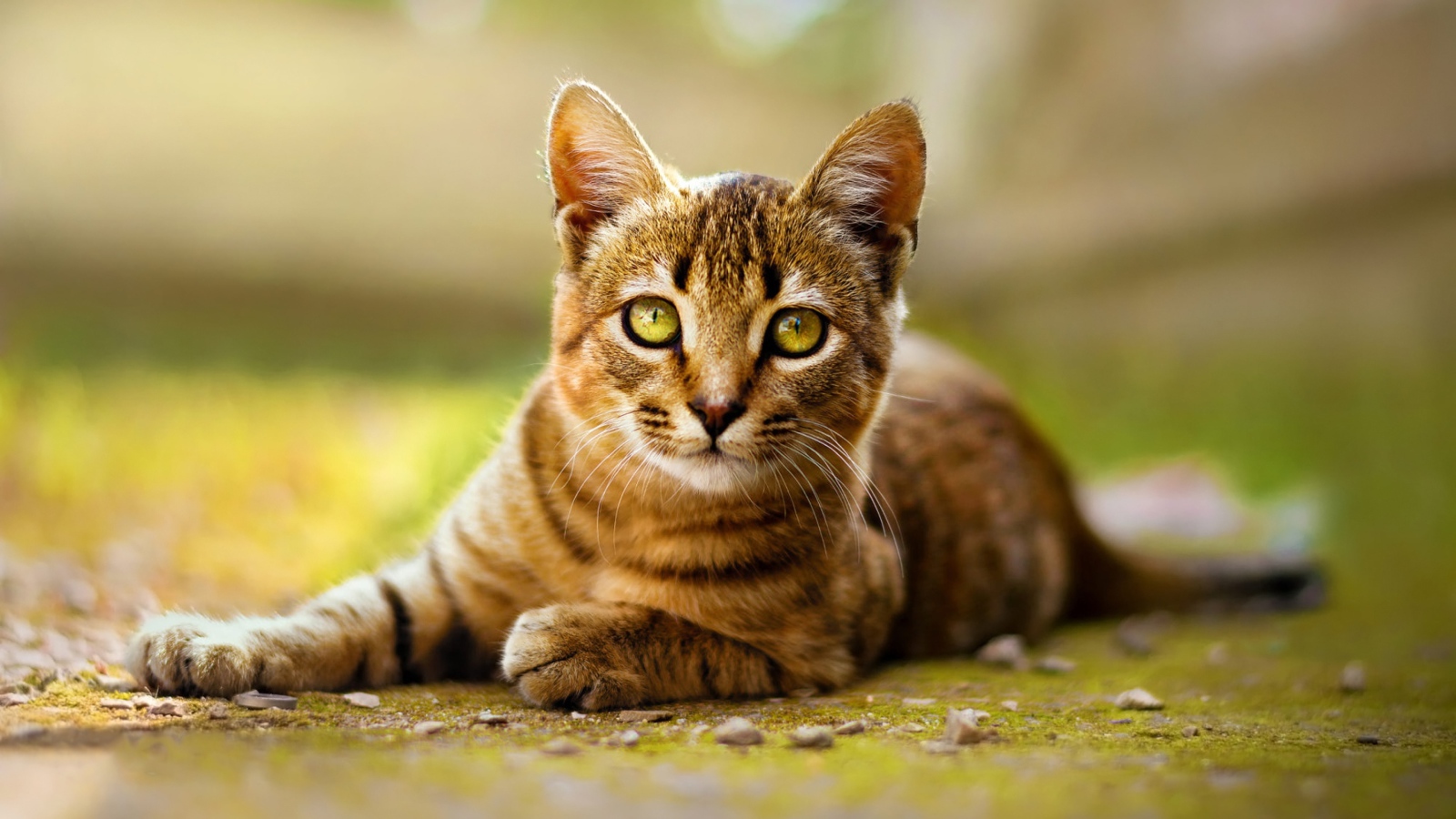 Серый кот лежит на земле