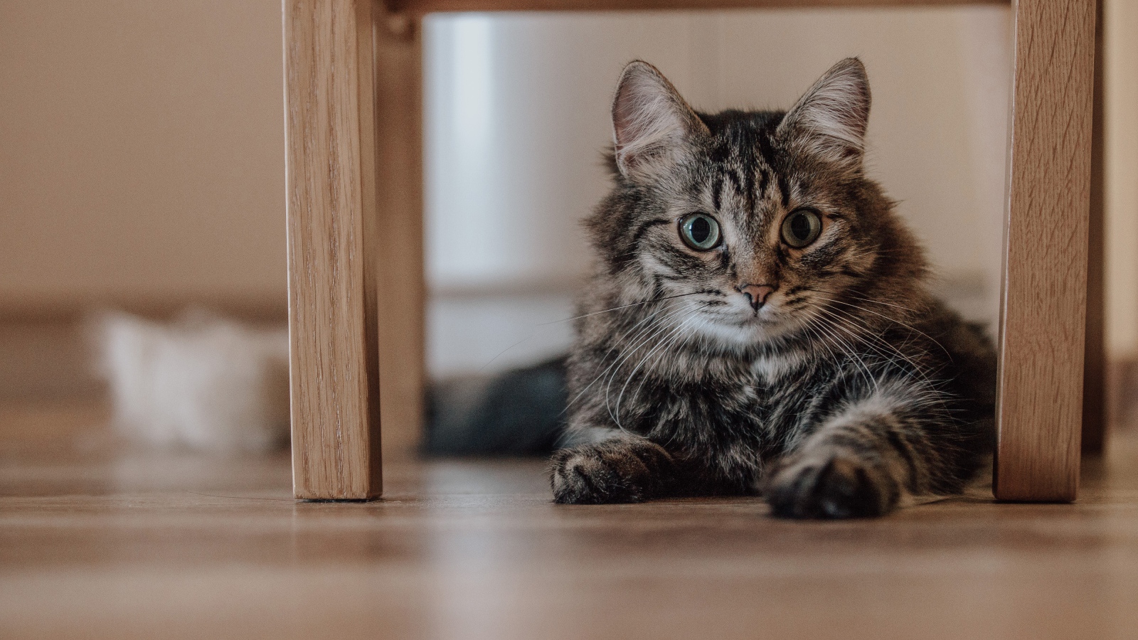 Серый пушистый кот с зелеными глазами лежит под лавкой 