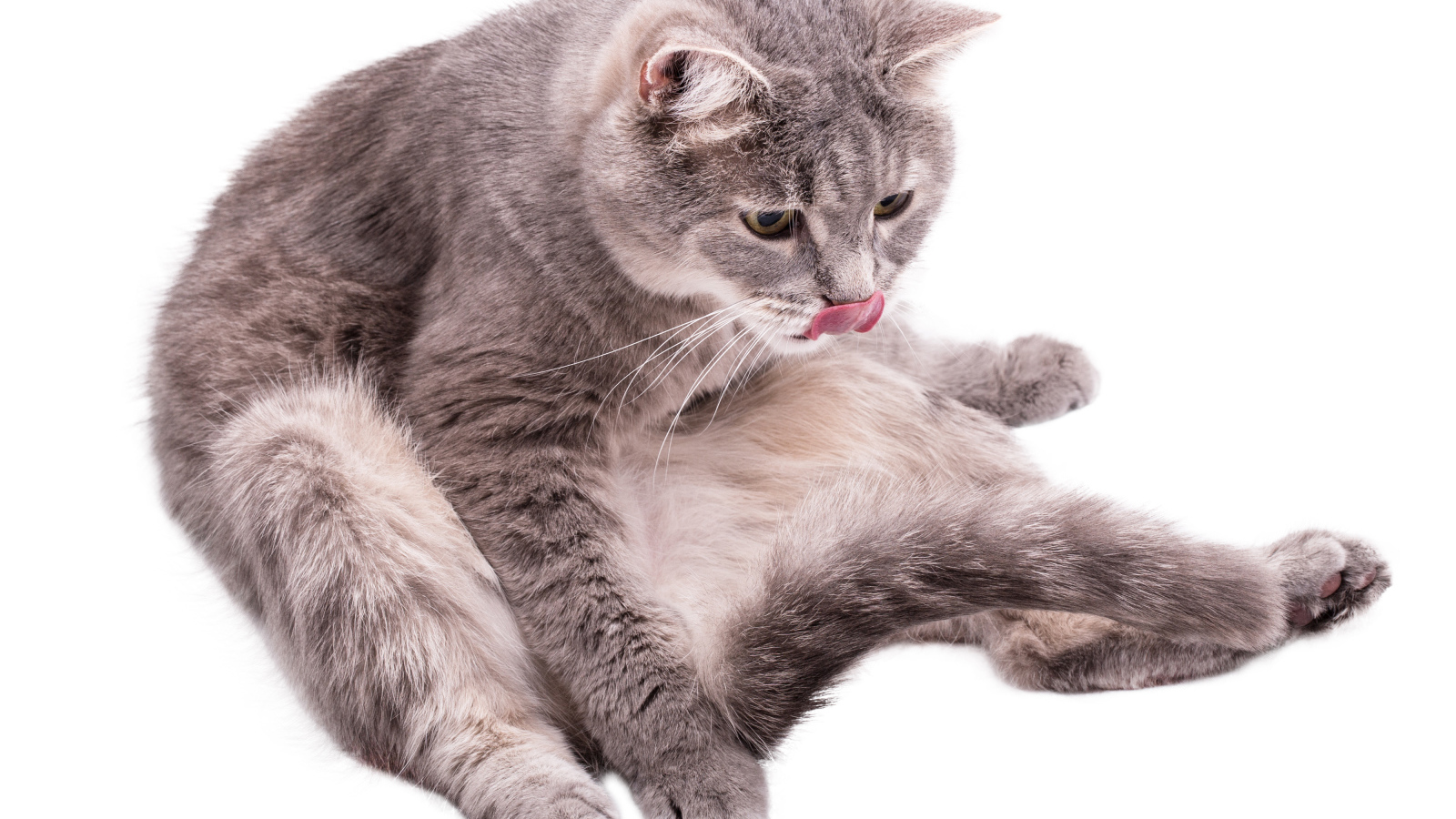 Серый породистый на белом фоне