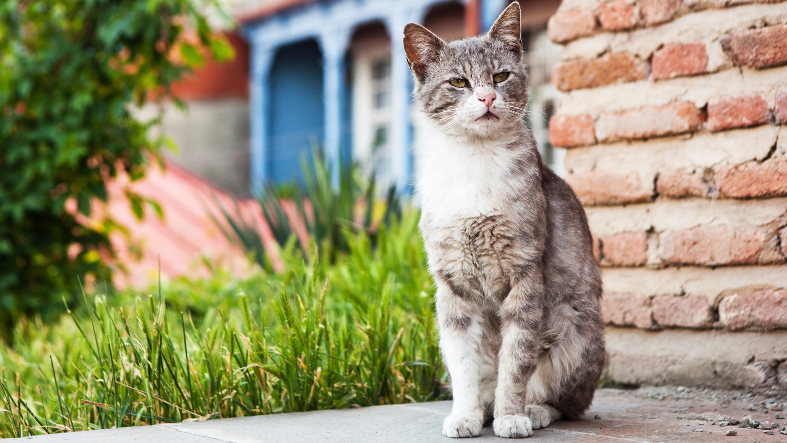 Бездомный серый кот сидит у стены