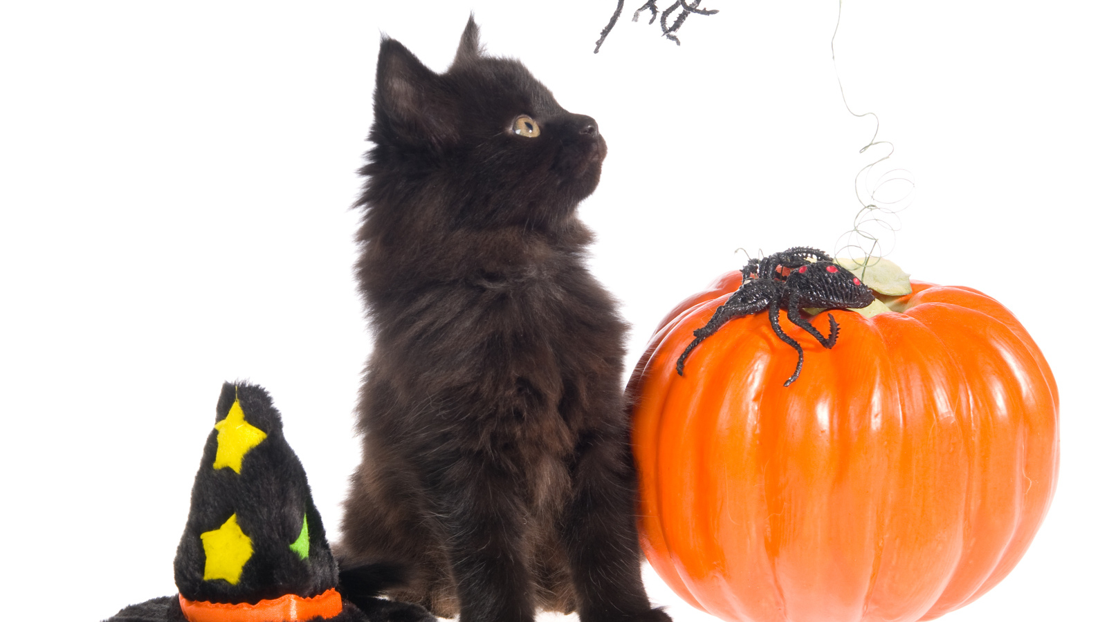 Маленький черный котенок с тыквой на белом фоне