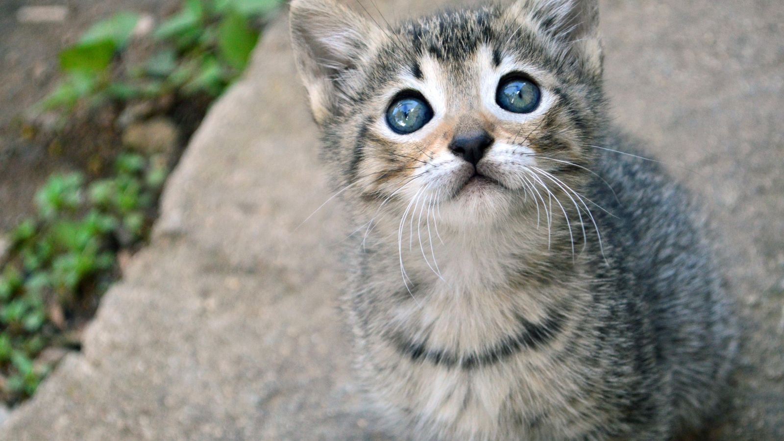 Маленький милый серый котенок смотрит вверх