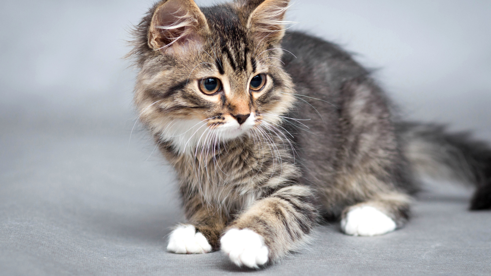 Маленький забавный серый котенок 