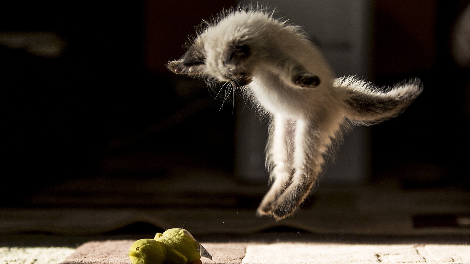 Маленький породистый котенок нападает на игрушку