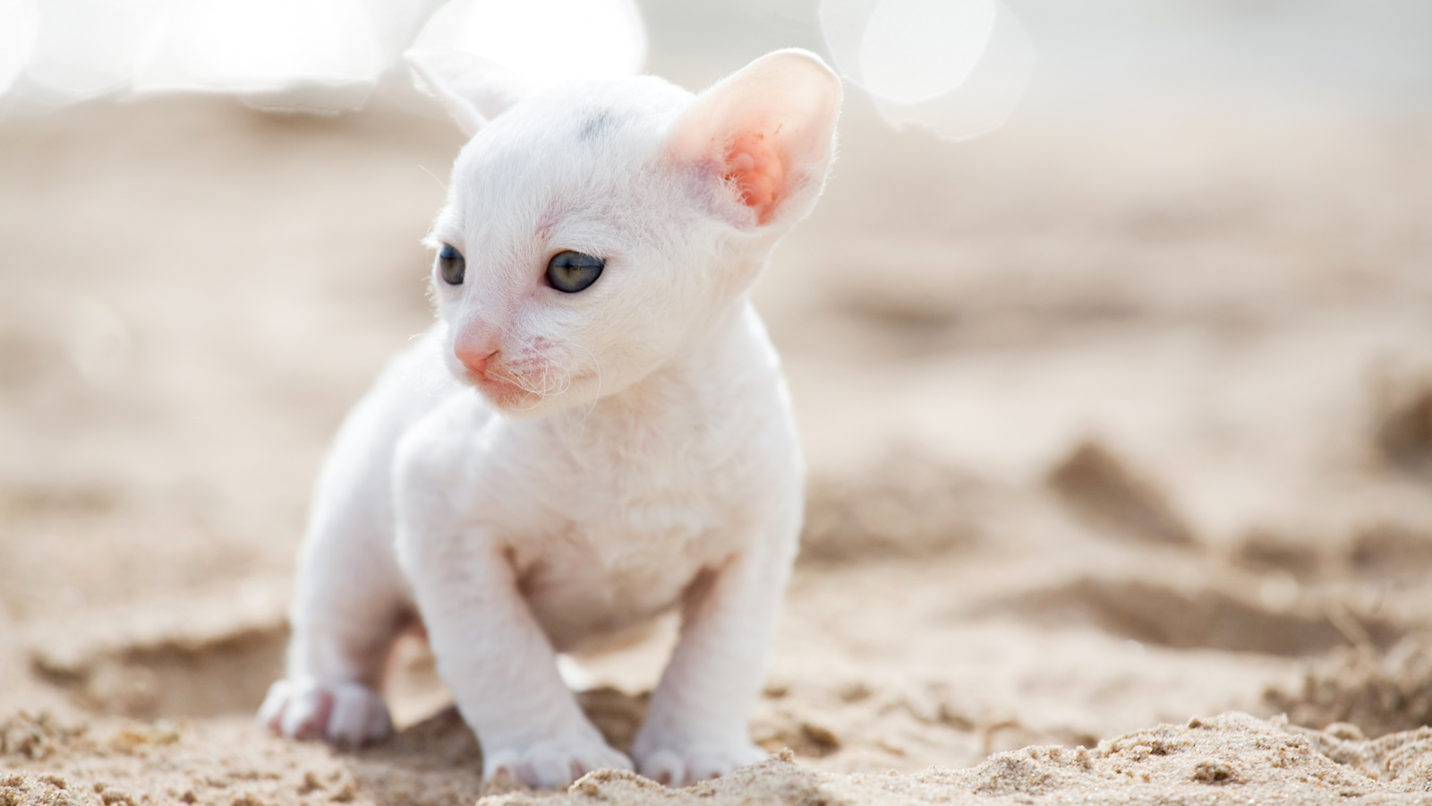 Маленький белый котенок Корниш-рекс на песке