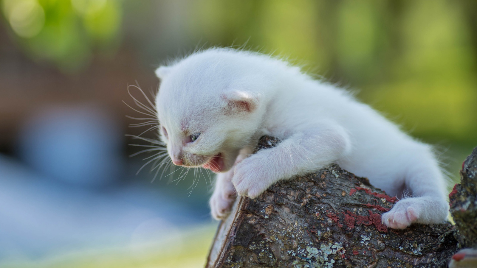 Little white kitten screams in a tree
