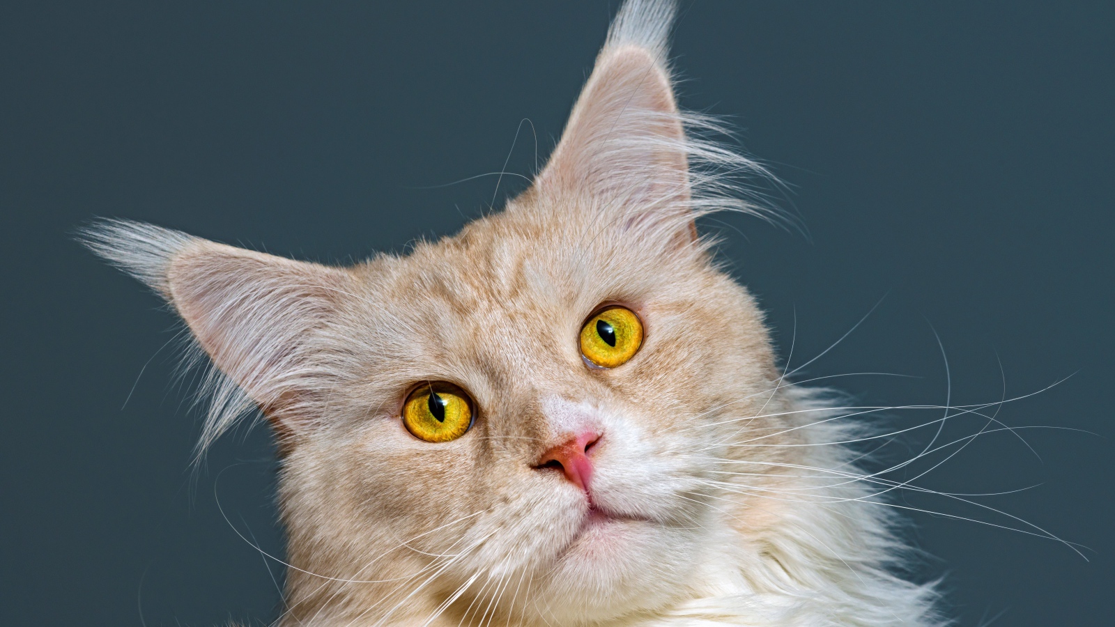 Морда рыжего кота породы мейн кун 