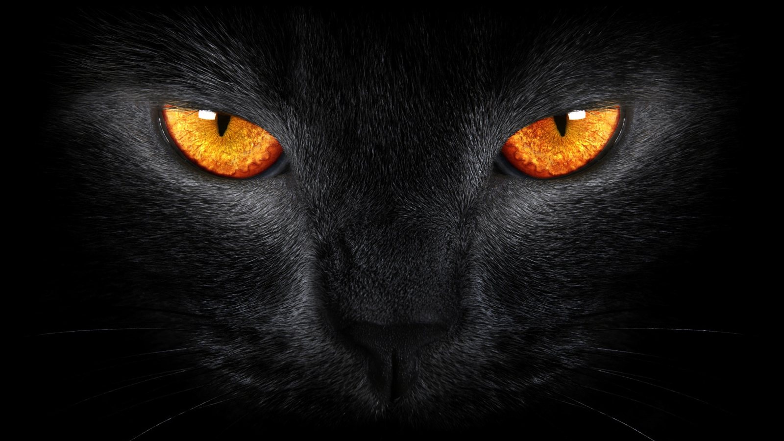 Морда черного кота в оранжевыми глазами крупным планом