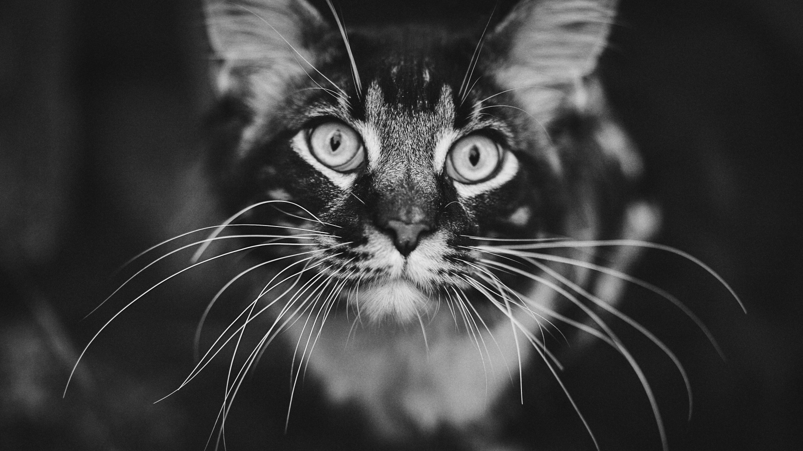 Морда серого кота породы мейн кун крупным планом