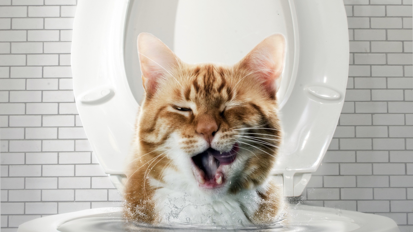 Muzzle red cat peeking from the toilet